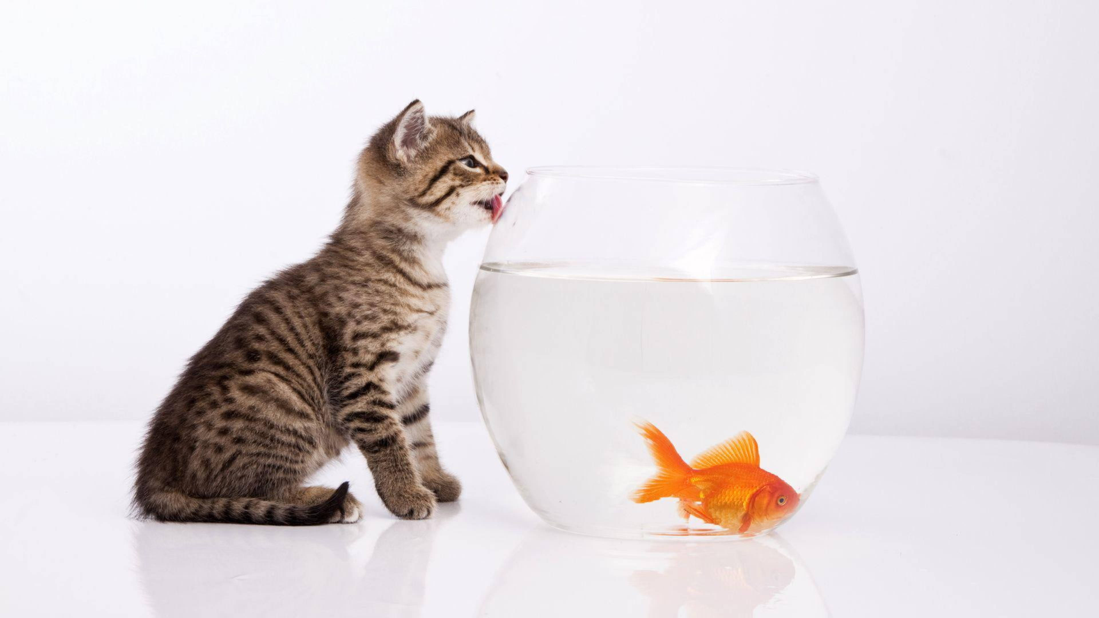 小貓與金魚 壁紙 — 一隻虎斑小貓好奇地舔著一個玻璃碗的邊緣，碗裡有一條鮮橙色的金魚，背景是純白色。