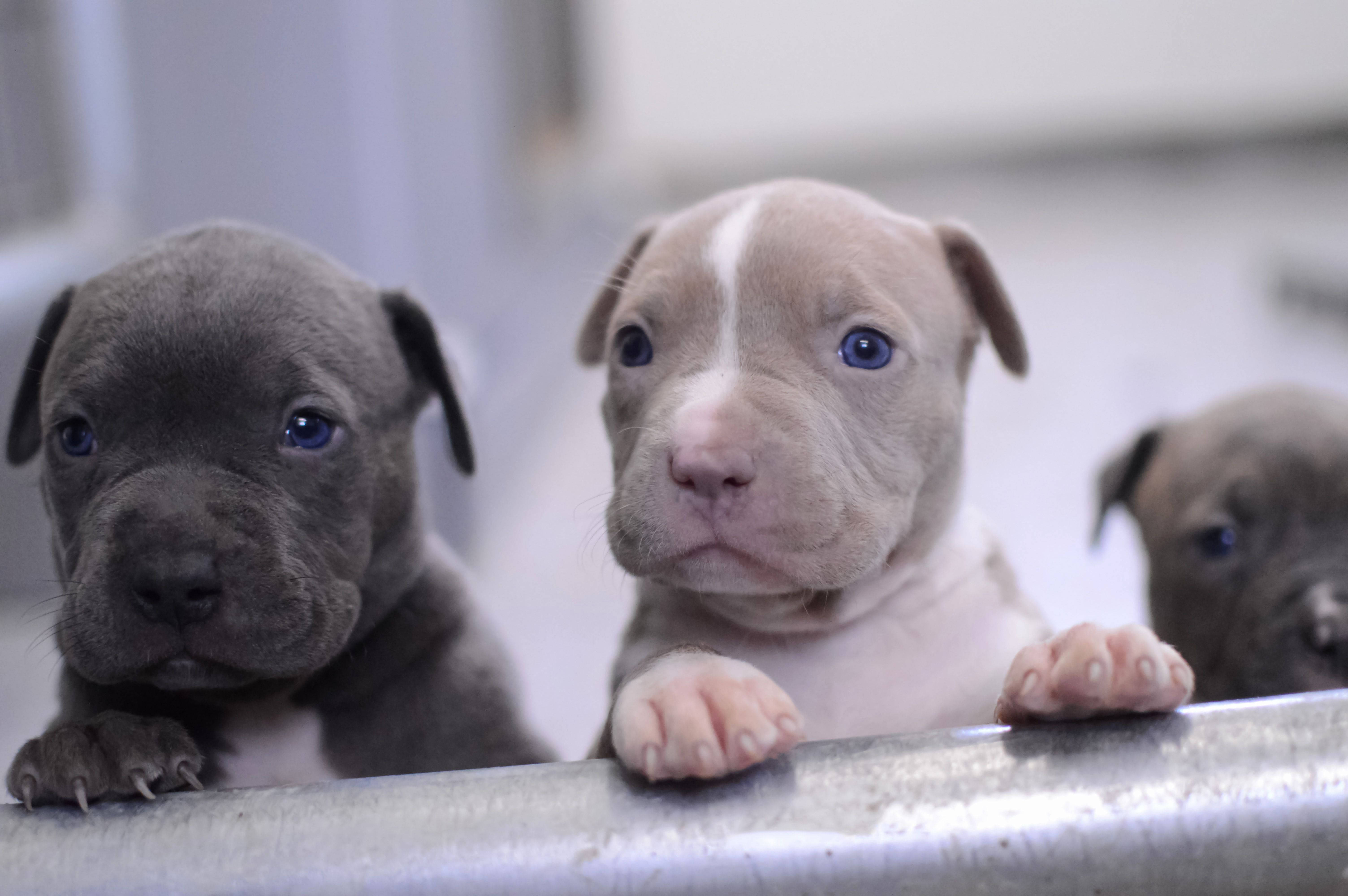 小鬥牛犬幼犬 壁紙 — 三隻可愛的比特犬幼犬，擁有引人注目的藍色眼睛，在明亮的室內環境中好奇地從金屬欄杆上方探頭張望。