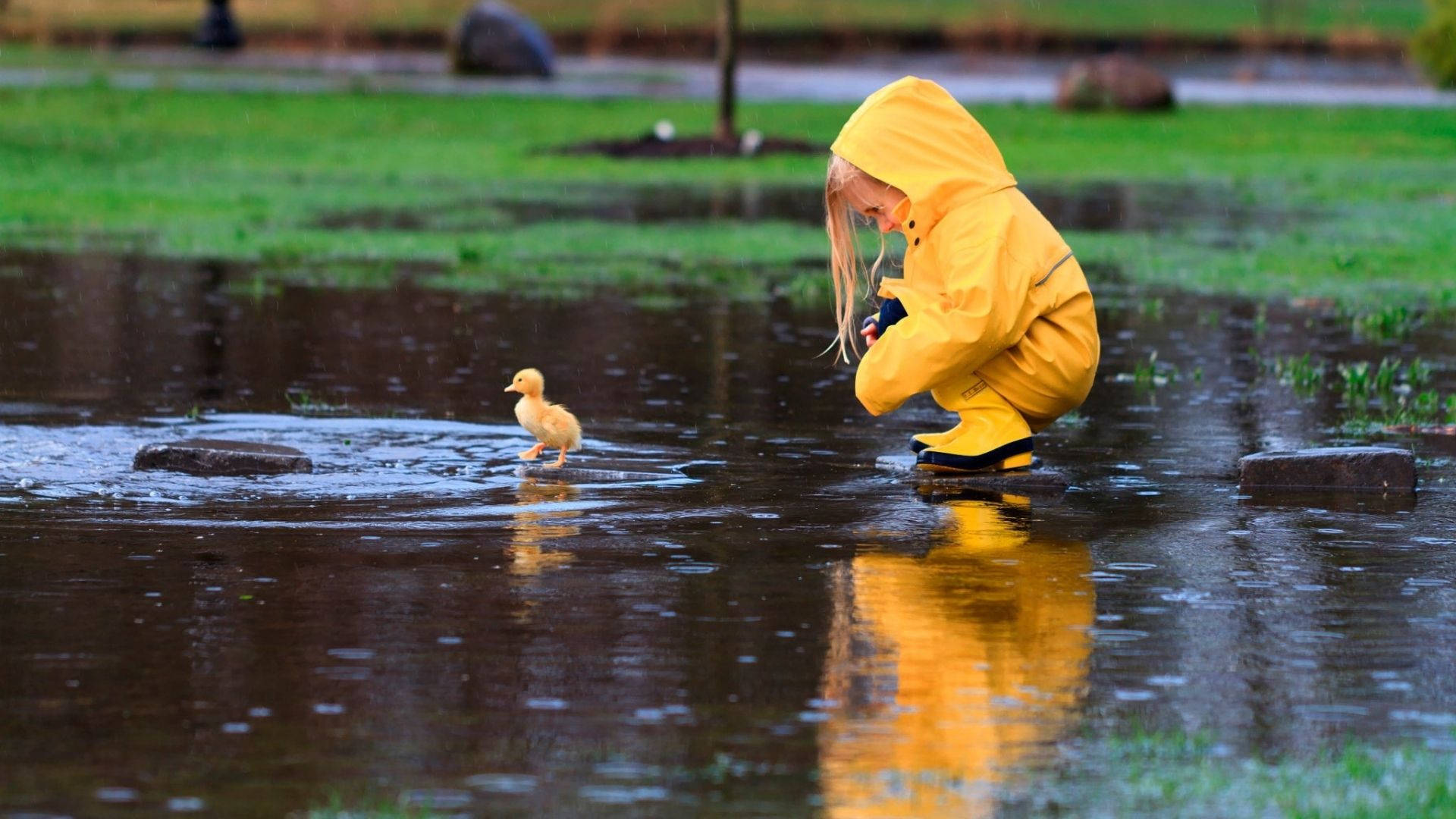 穿黃色雨衣的小孩蹲在水坑中的小鴨子附近