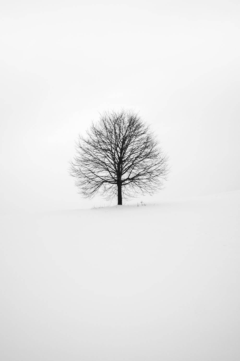 小黑樹白底壁紙 壁紙 — 一棵孤獨的禿樹在陰沉的冬日天空下，在雪地上顯得格外突出。