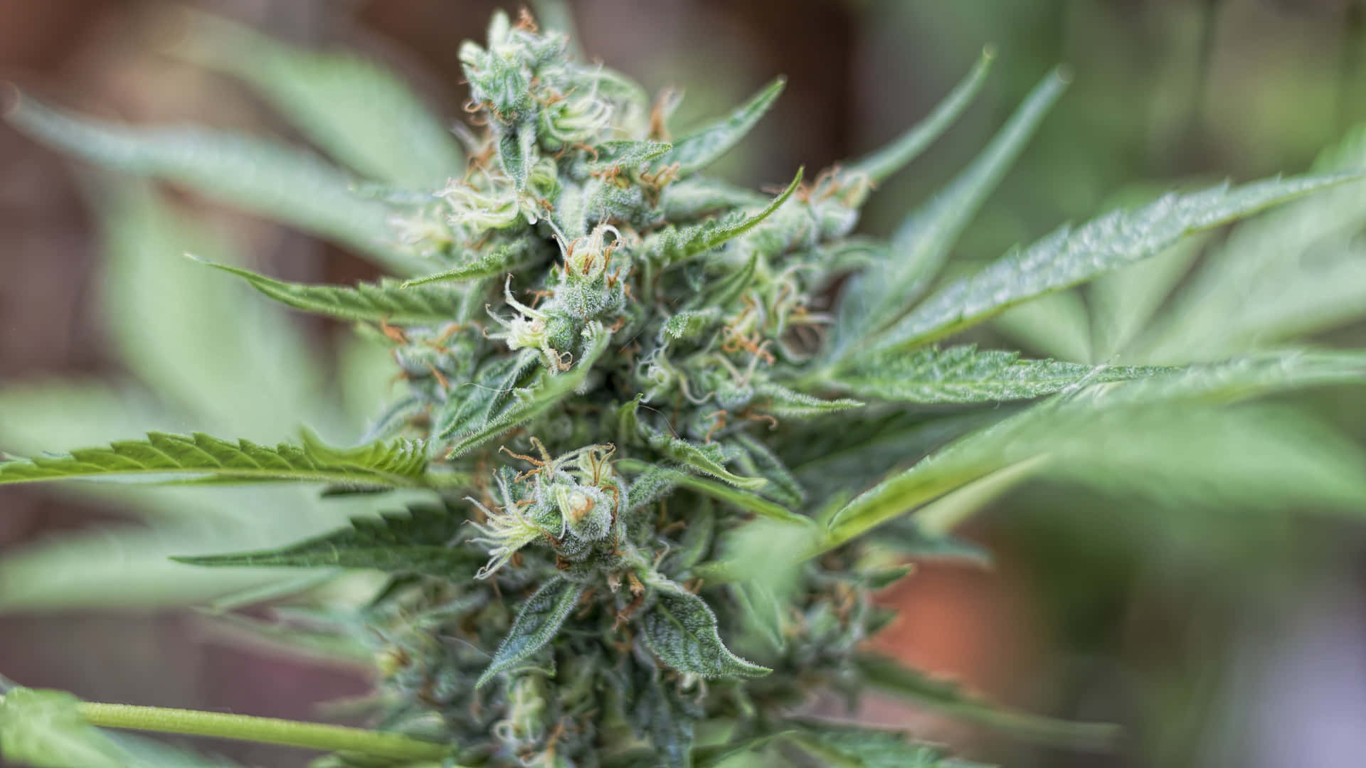 特寫鏡頭：成熟的大麻植物，帶有密集的花蕾和鋸齒狀葉子。