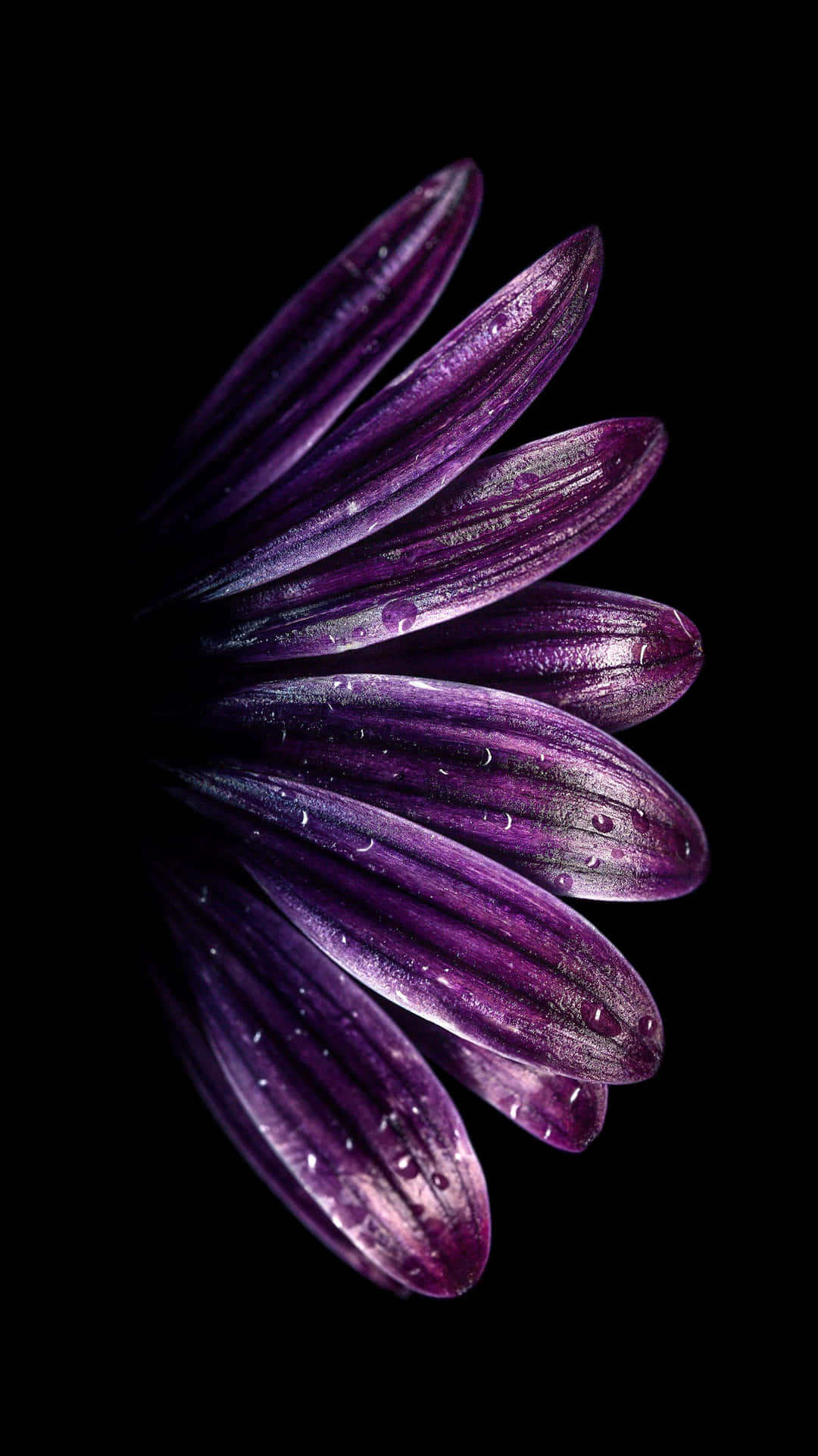 黑色背景上的紫色花瓣帶有水珠