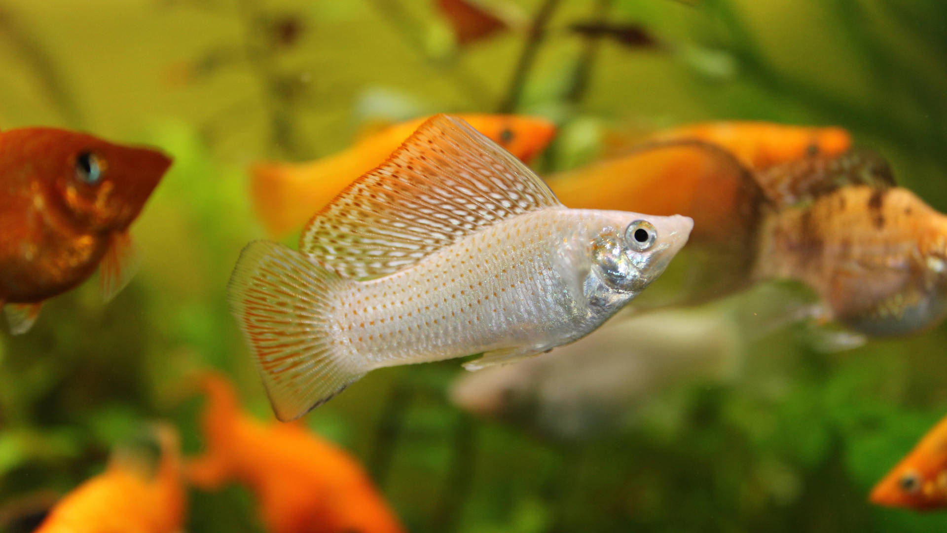 銀色摩利魚帶橙色魚鰭在綠色水族箱中與橙色魚一起游泳。
