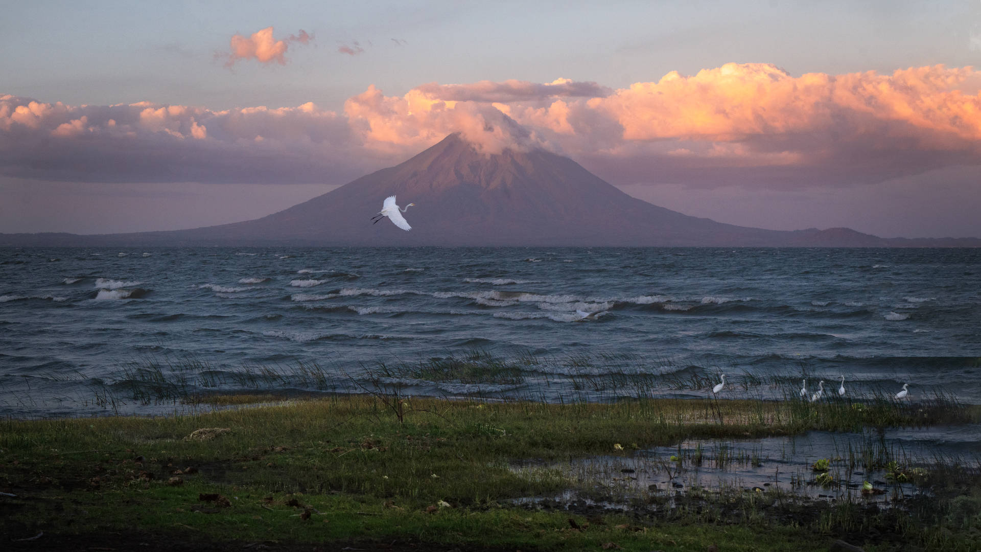 夕陽下，一隻白鳥飛過湖泊，背景是一座雪山火山。