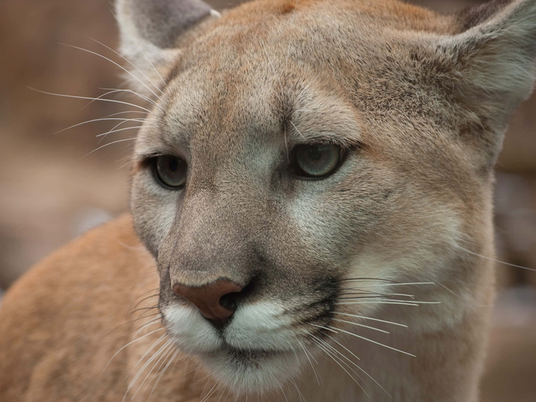 展現 Puma 的速度與運動精神 壁紙 — 一張美洲獅的近距離照片，展現其強烈的目光，毛髮和鬍鬚細節清晰，背景為模糊的自然景色。