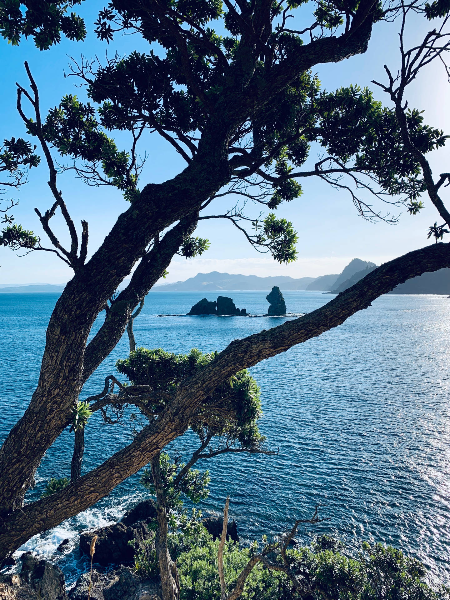 海岸場景，一棵樹木框住了碧綠的海洋和遠處的岩石小島，在藍天下。