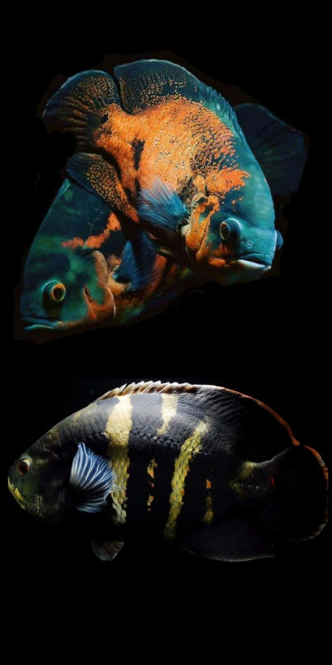 展現壯麗海洋景觀的 Pixel 3 裝置 壁紙 — 兩條色彩鮮豔的熱帶魚，帶有電光藍和火橙色圖案，在純黑背景中游動。