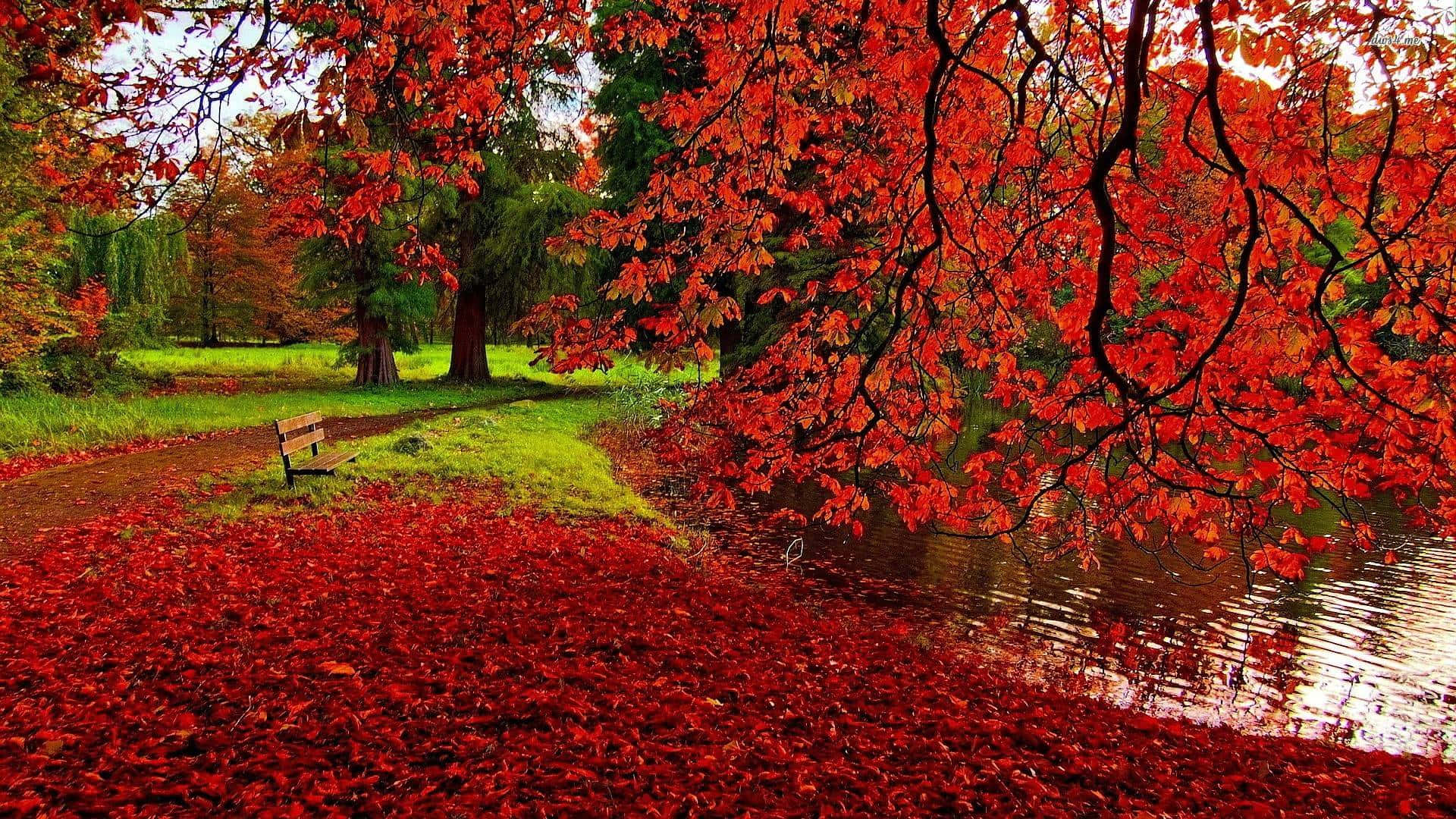秋日公園，紅葉覆蓋地面和長椅附近的水面。