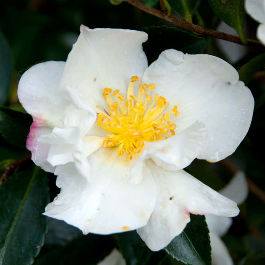 展現山茶花 Sasanqua 美麗的花卉壁紙 壁紙 — 白色山茶花特寫，帶有黃色雄蕊和露珠，襯托深綠色葉子。