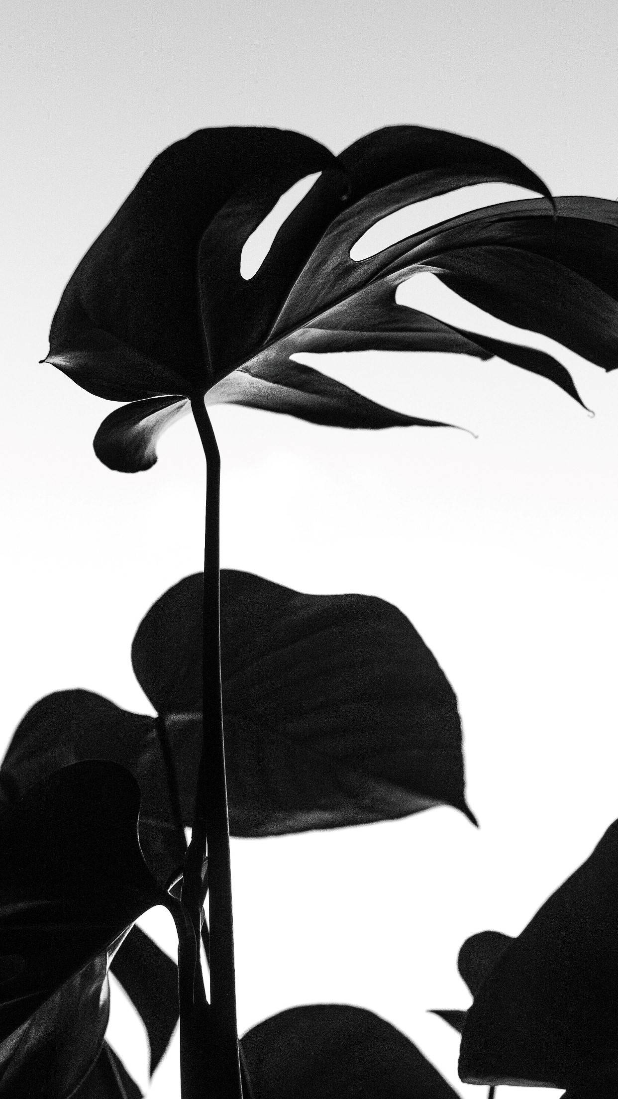 展現暗黑之美——黑色龜背芋葉 壁紙 — 龜背竹葉在亮白色背景上以鮮明黑色剪影呈現，營造出戲劇性的極簡構圖。
