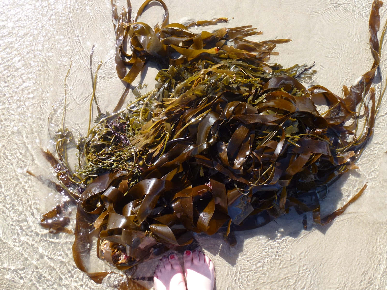 展現海藻神秘之美 壁紙 — 一堆濕漉漉的棕色海藻躺在陽光明媚的沙灘上，附近有一個人的腳。