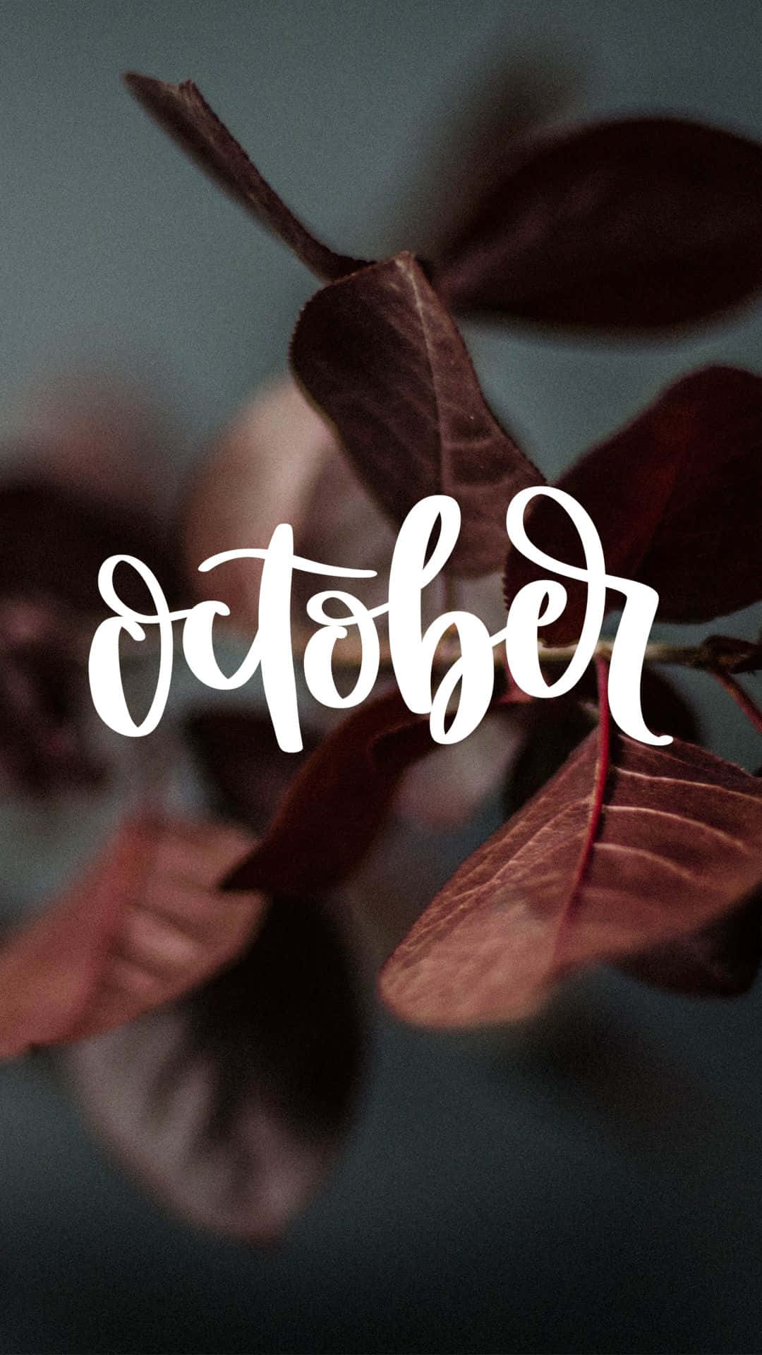 展現秋日魔力的十月風景 壁紙 — 深酒紅色秋葉的特寫，上面覆蓋著優雅的白色草書字體「十月」。
