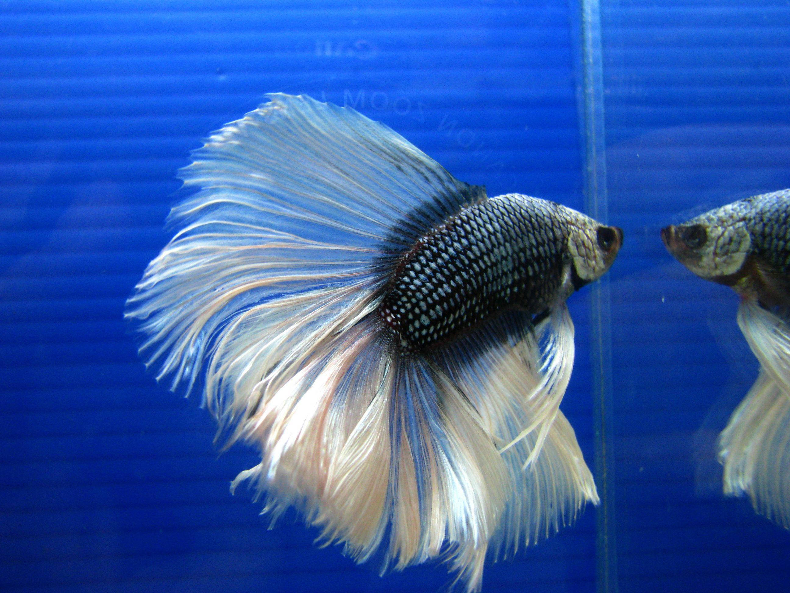 展現絢麗鰭翼的鬥魚 壁紙 — 一條擁有流動銀白色魚鰭的鬥魚，在鮮豔的藍色水族箱中優雅地游動。