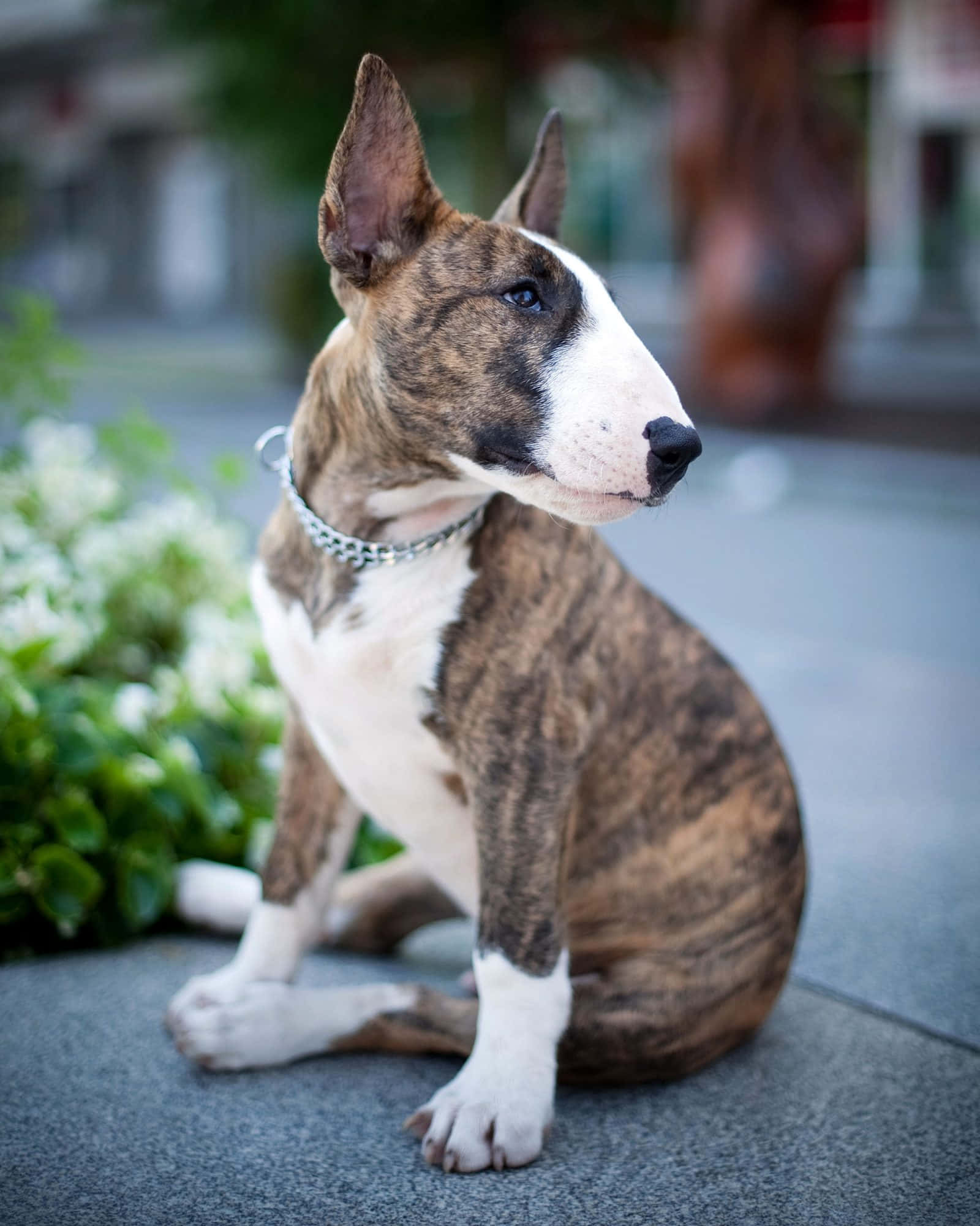 展現驕傲的Bully Dog，毫不停歇！ 壁紙 — 一隻虎斑和白色的鬥牛梗警覺地坐在灰色行人路上，旁邊有綠植和白色花朵。