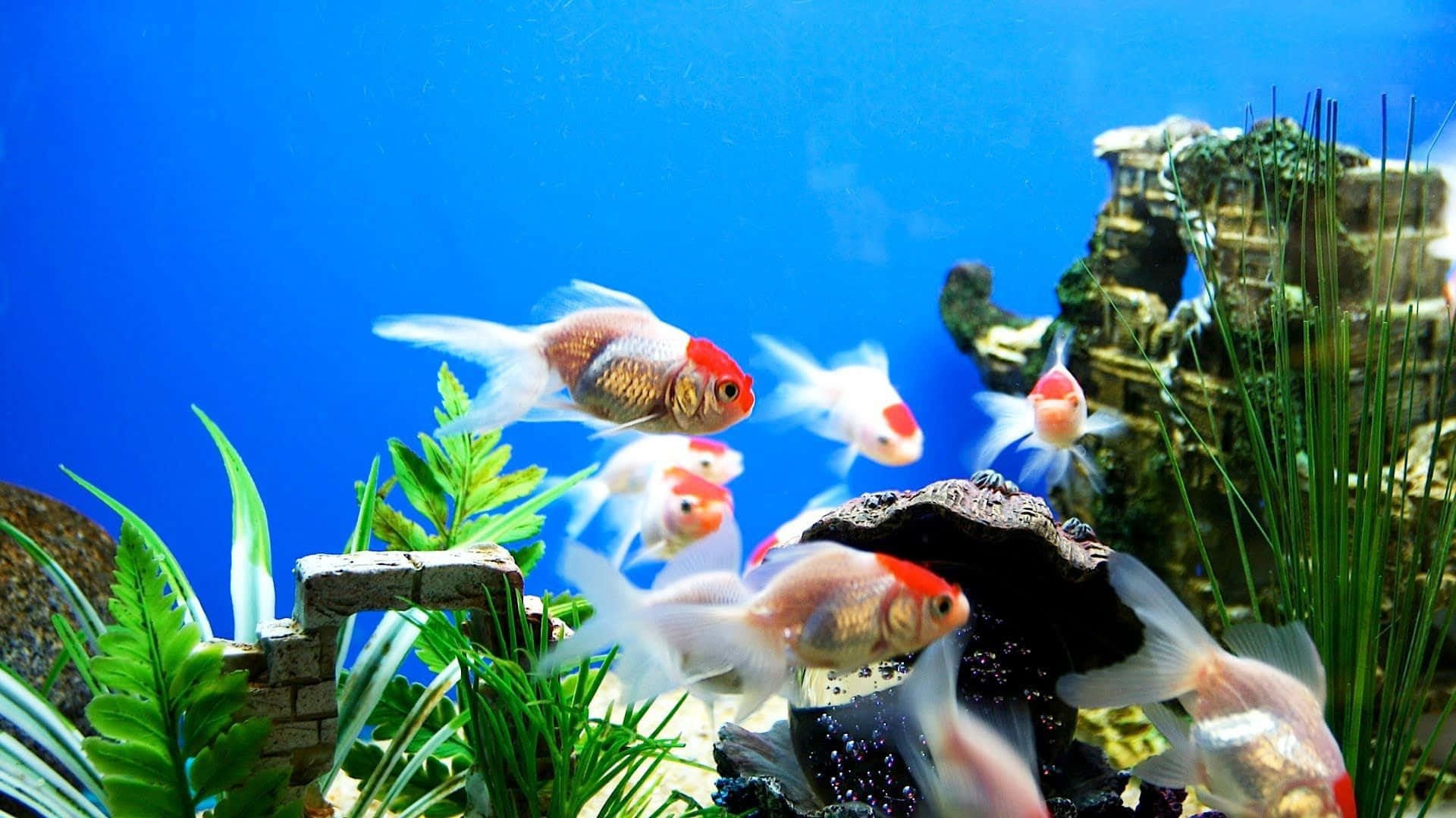 金魚在裝飾有水草和藍色水的魚缸中游動。