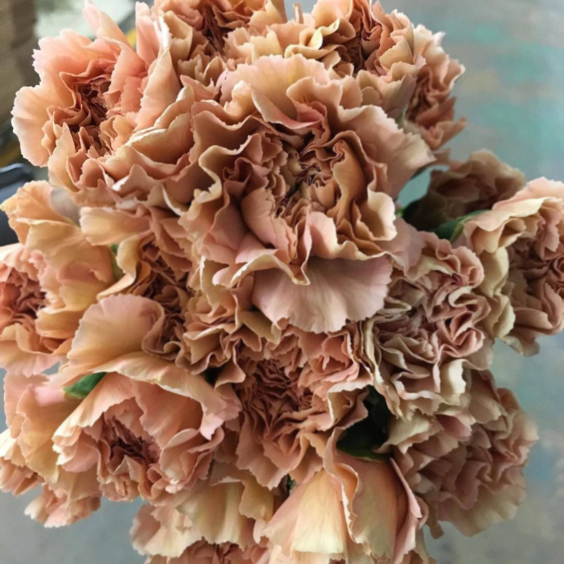 層疊陶土色康乃馨 壁紙 — 一束豐盛的皺褶蜜桃色康乃馨，帶有柔和漸變和精緻層疊花瓣。