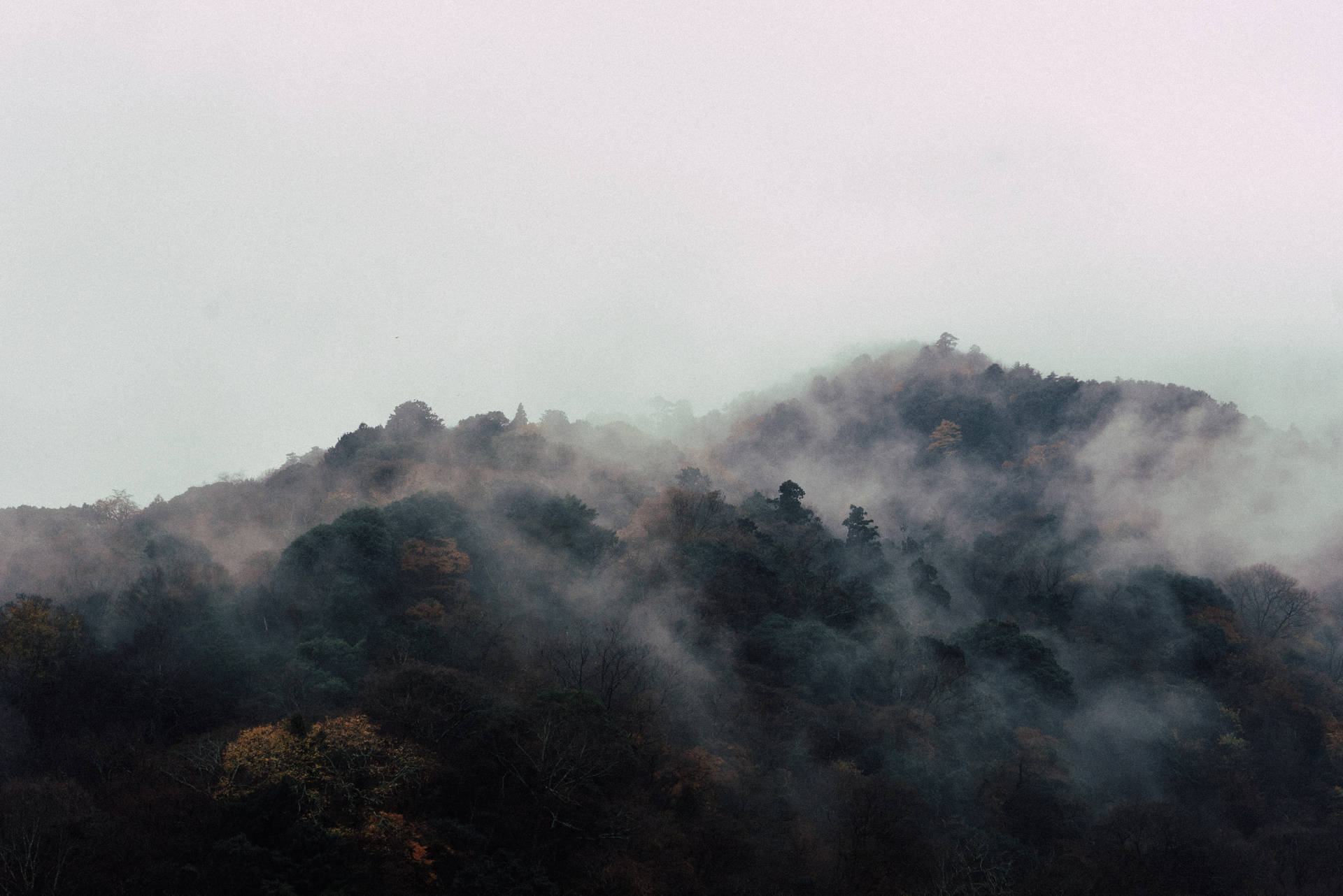 陰天下秋日山丘上的霧氣森林
