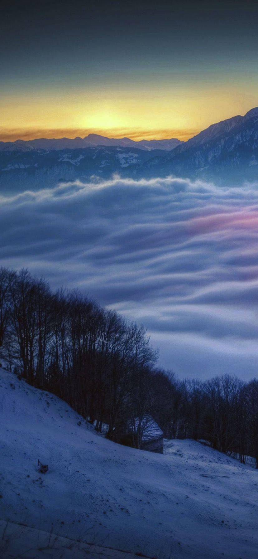 日出時分的雪山景觀，下方有雲，前景有光禿禿的樹木。