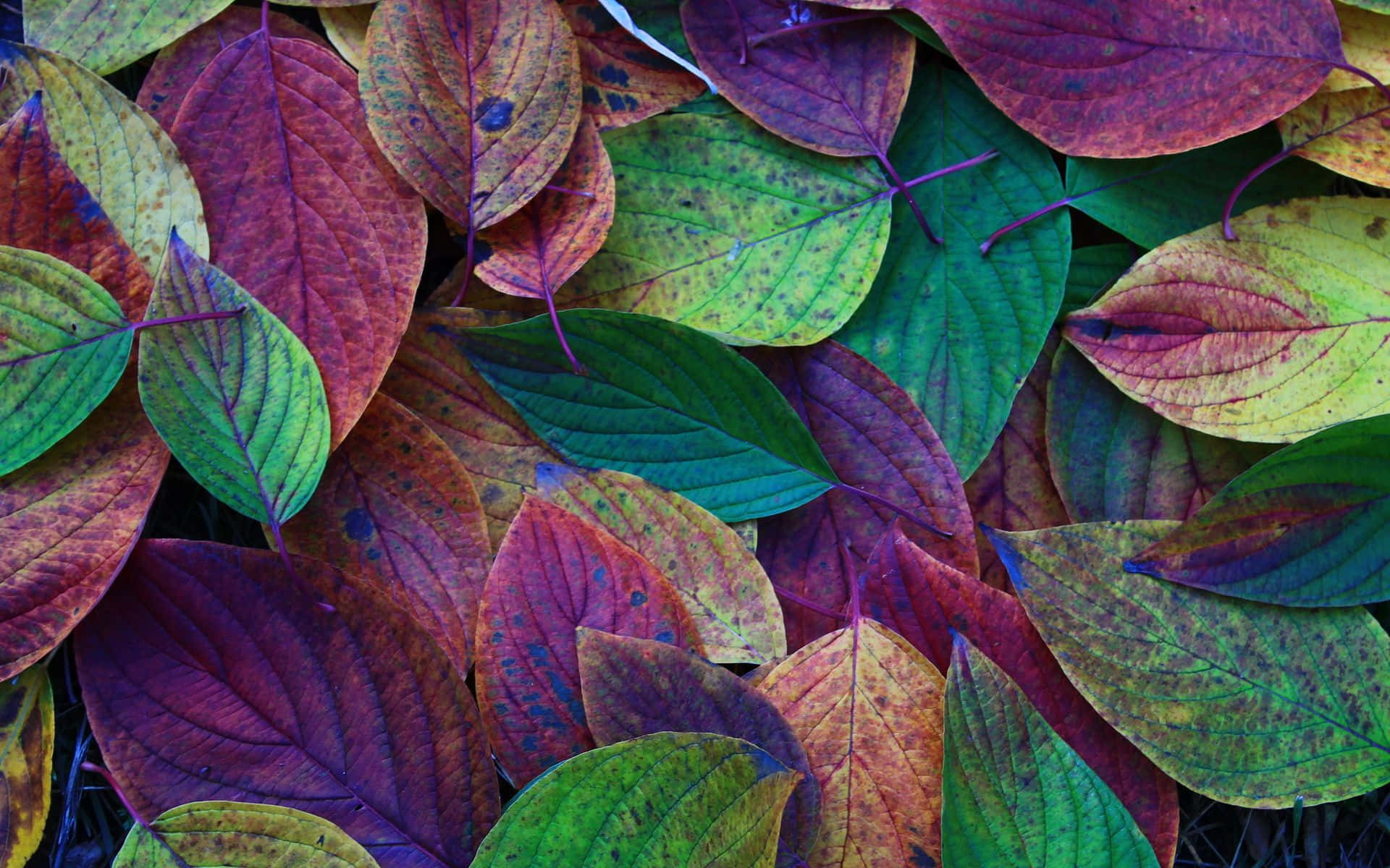 紅色、綠色和黃色調的彩色秋葉特寫。