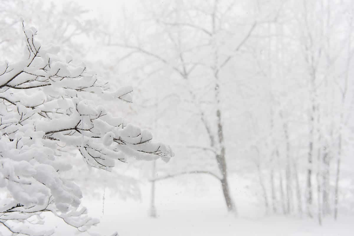 在寧靜的冬日森林中，積雪的樹枝和飄落的雪花。