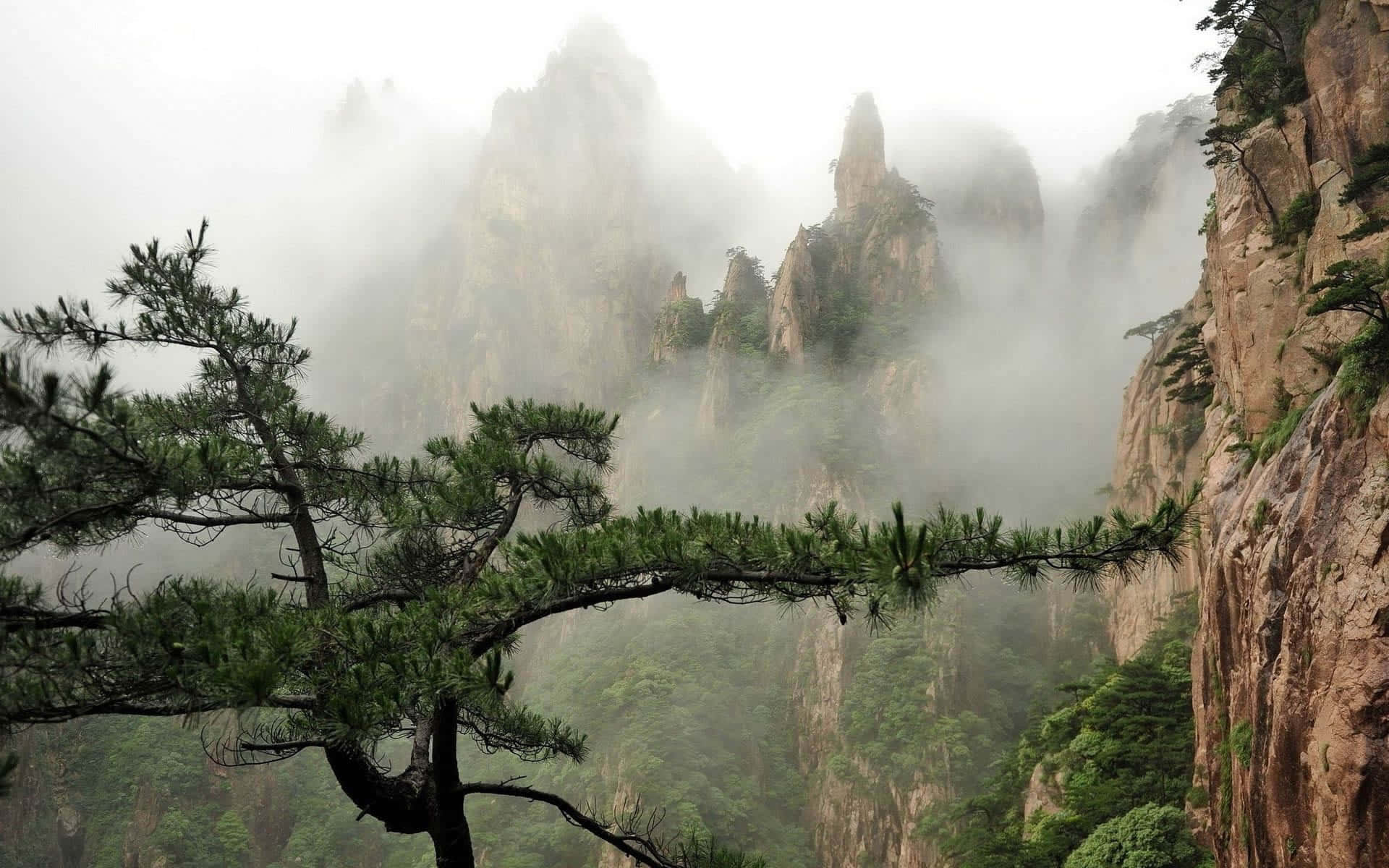 前景有松樹的迷霧山巒