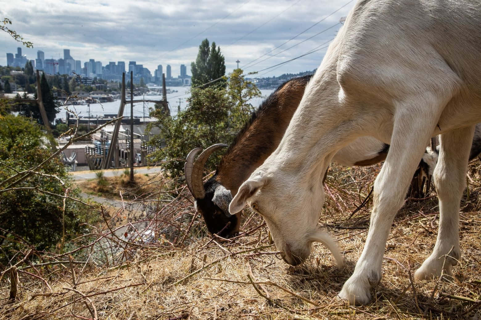 兩隻山羊喺俯瞰城市嘅山丘上食嘢