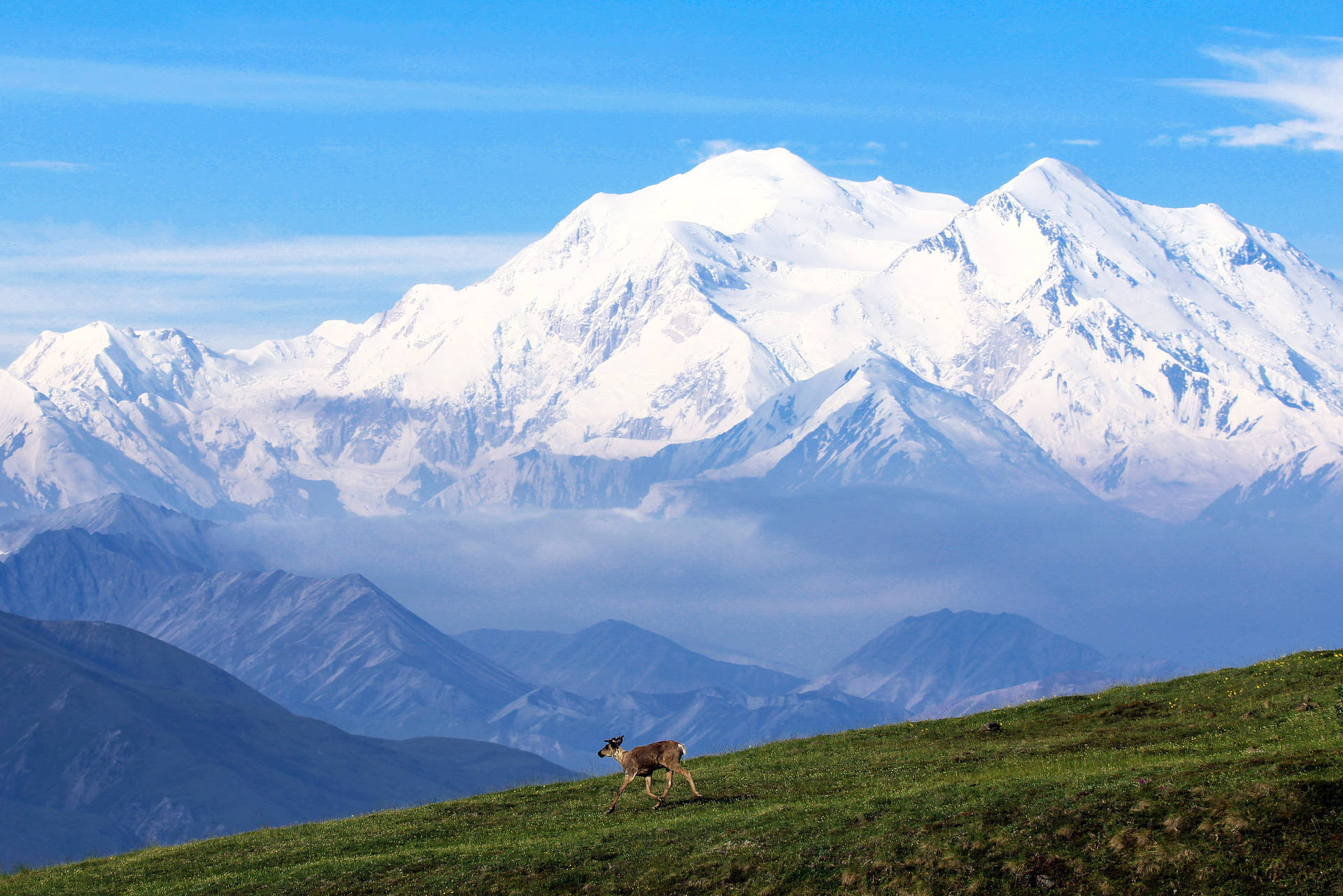 一隻鹿在長滿草的山坡上，背景是雪山。