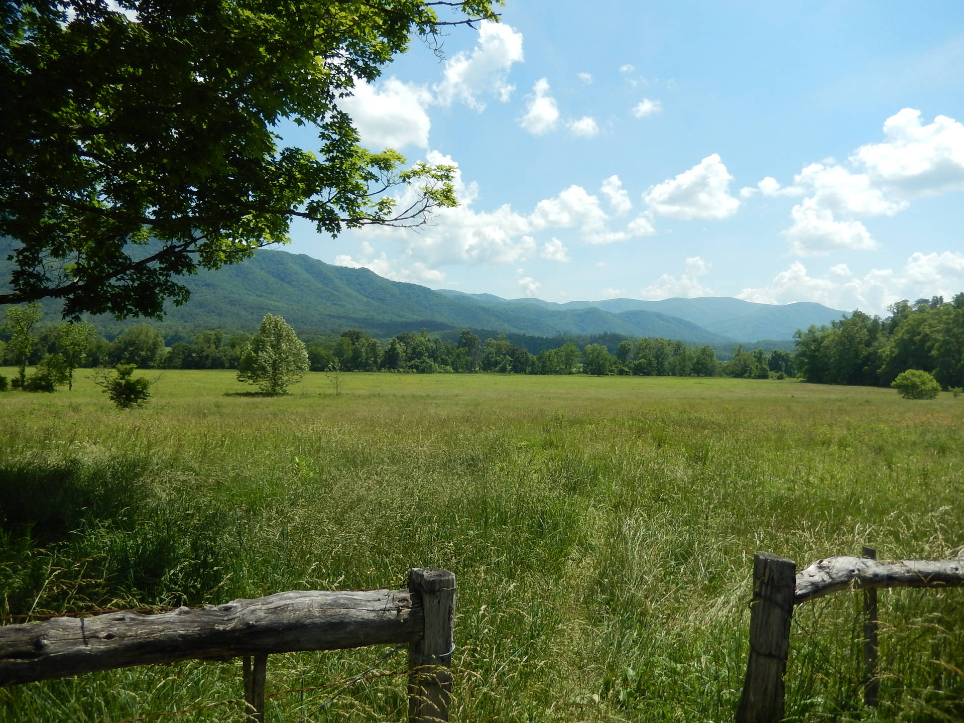 在藍天下，遠處有山和樹的木柵欄在草地中。