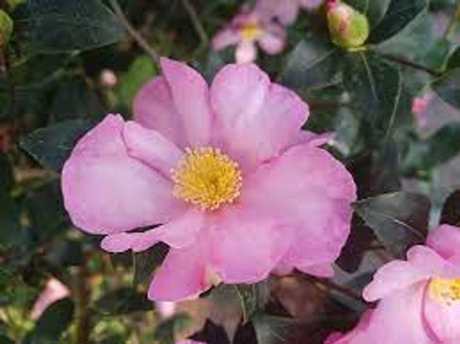 山茶花 Camellia Sasanqua 的盛開之美 壁紙 — 一朵柔粉色山茶花的特寫，帶有明亮的黃色花蕊，在茂密的綠葉中盛開。