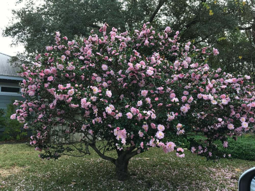 山茶花的芳香盛開 壁紙 — 一棵茂盛的山茶樹在綠色樹葉和灰色房屋的背景下綻放出精緻的粉紅色花朵。
