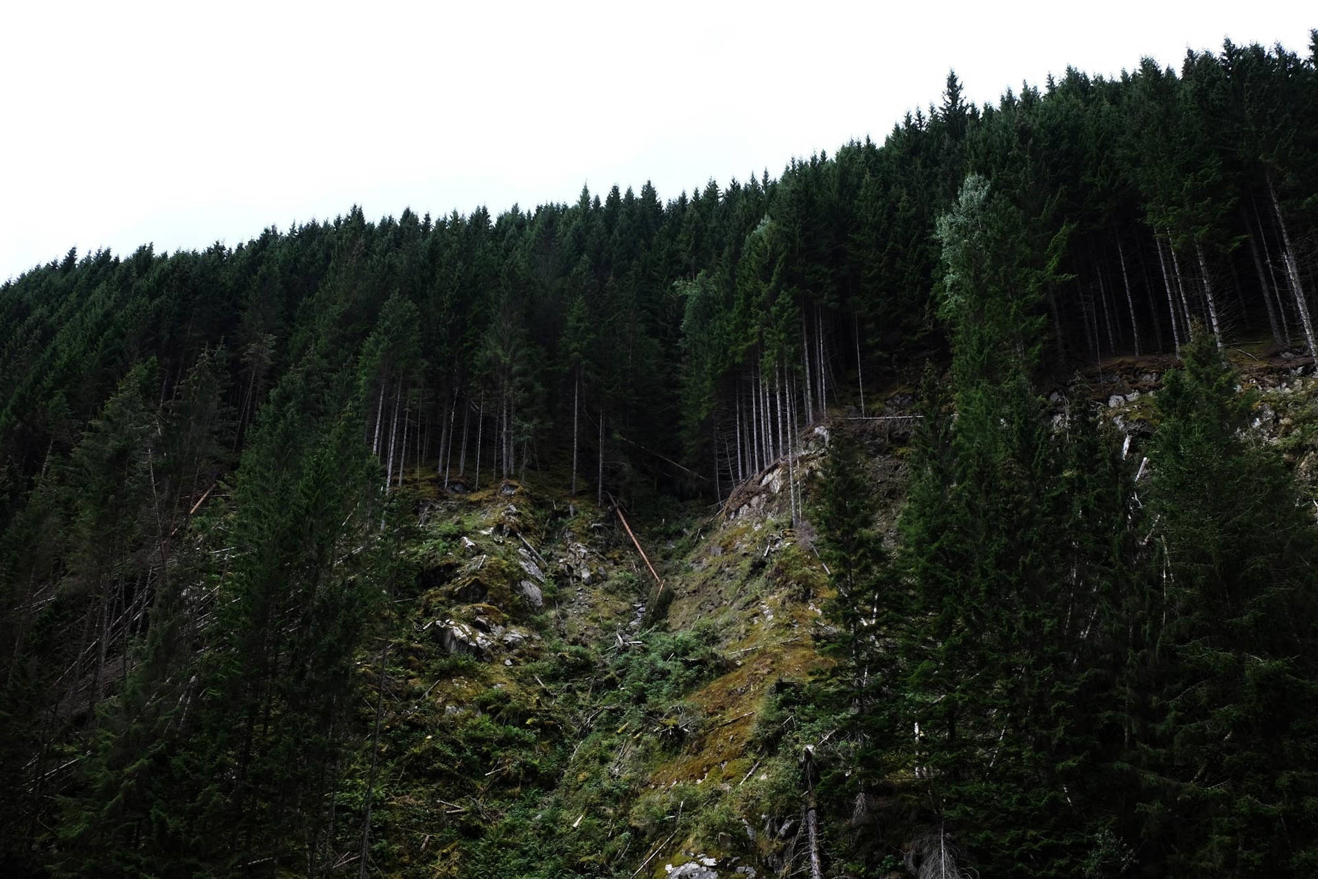 陰天下長滿苔蘚和岩石的陡峭森林山坡