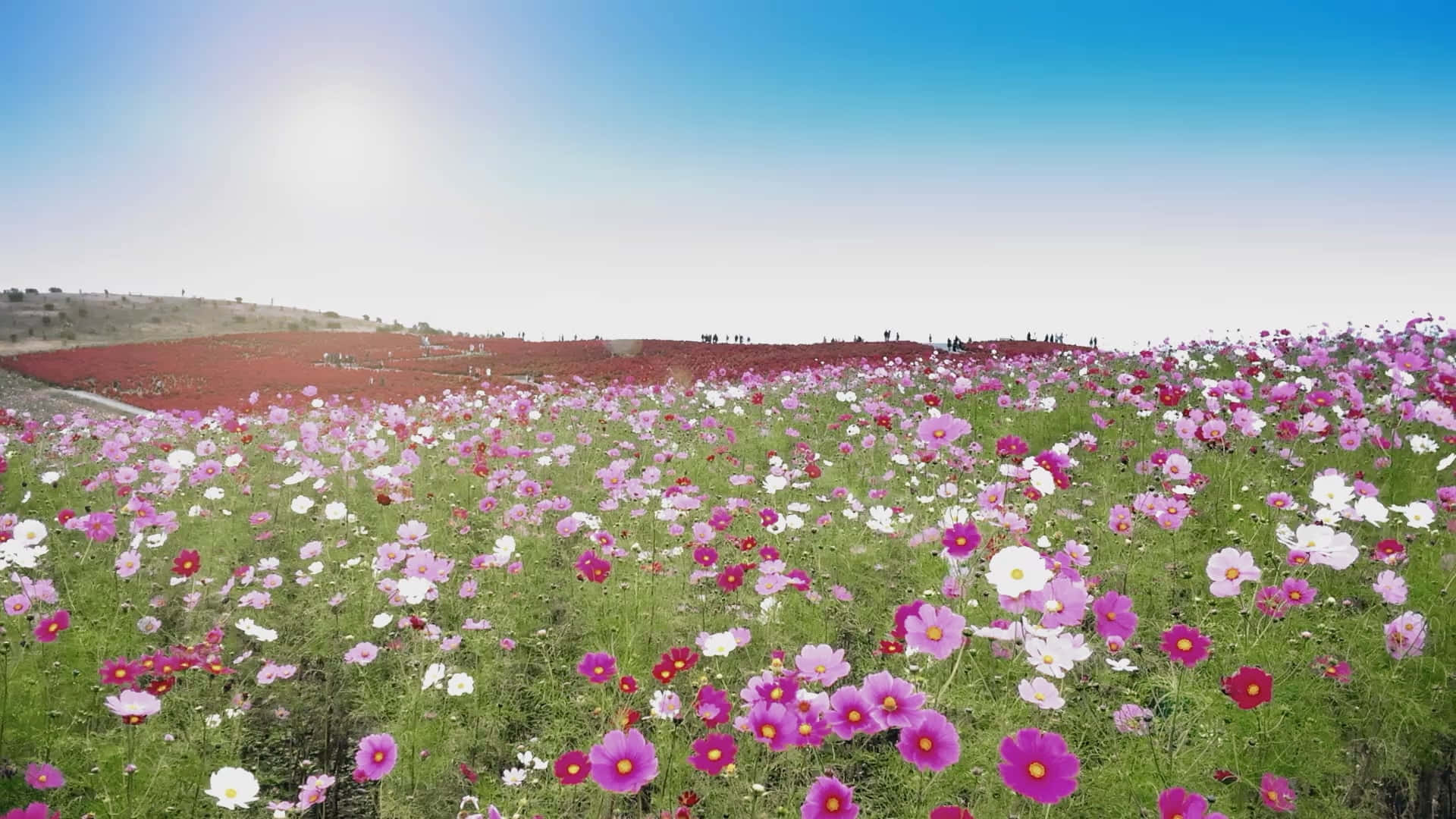 廣闊的彩色波斯菊田野，在明亮的陽光下，遠處有山丘和小人物享受草地。