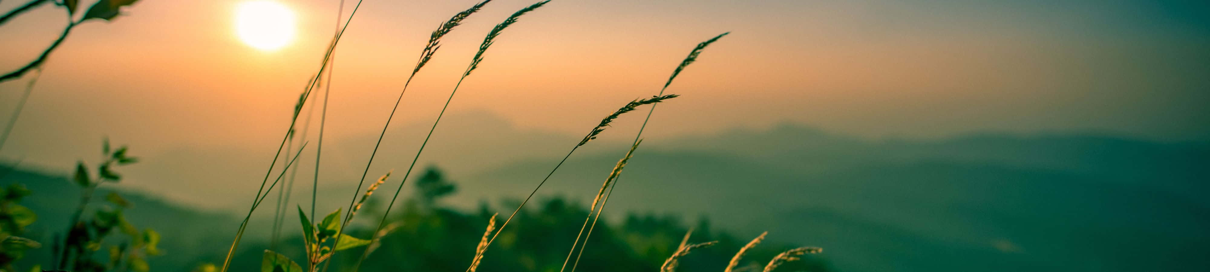 夕陽映照霧氣山巒，前景有草叢剪影