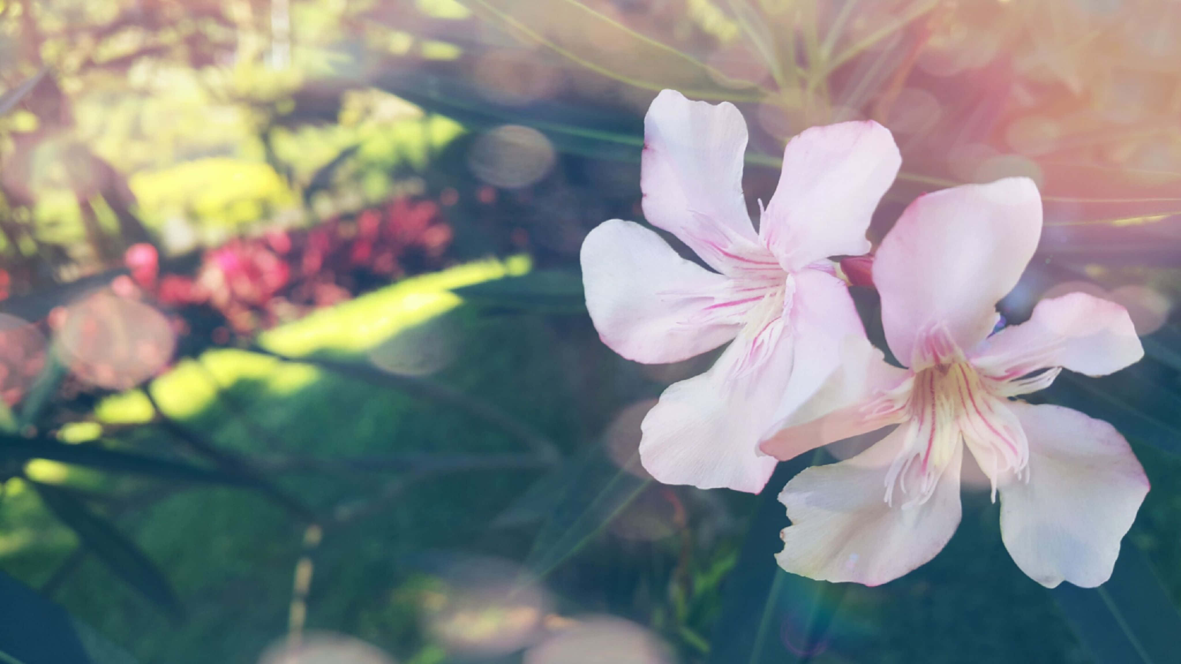 山間湖畔花海的寧靜黃昏 壁紙 — 柔軟的粉紅色花朵在溫暖的陽光下盛開，在茂密的花園中呈現夢幻般的散景和鏡頭光暈。