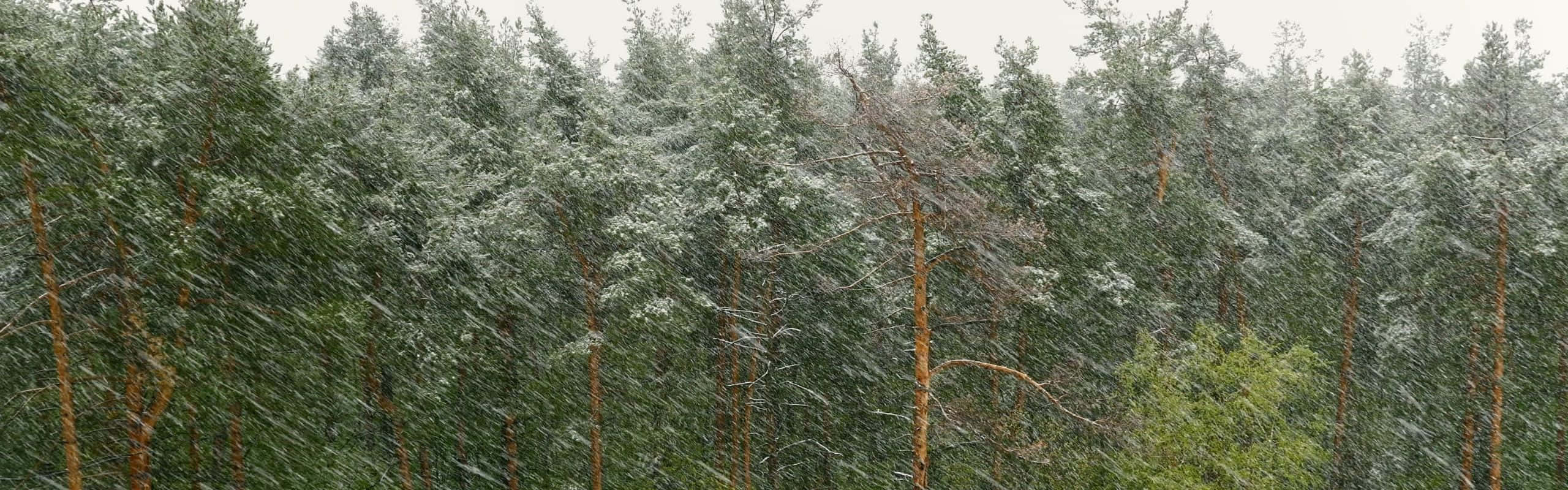 冬天森林中高大的松樹上積雪。