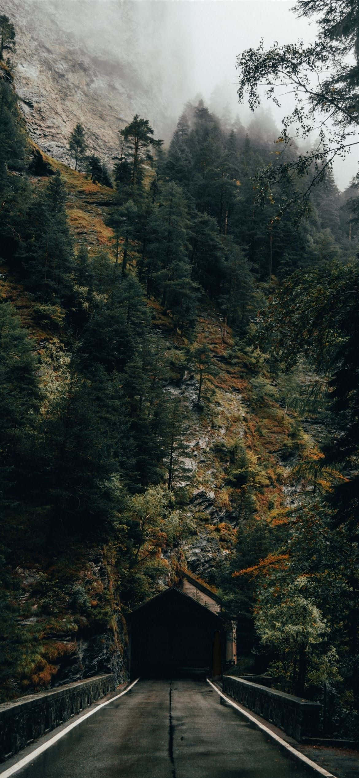 山路上有樹同霧 壁紙