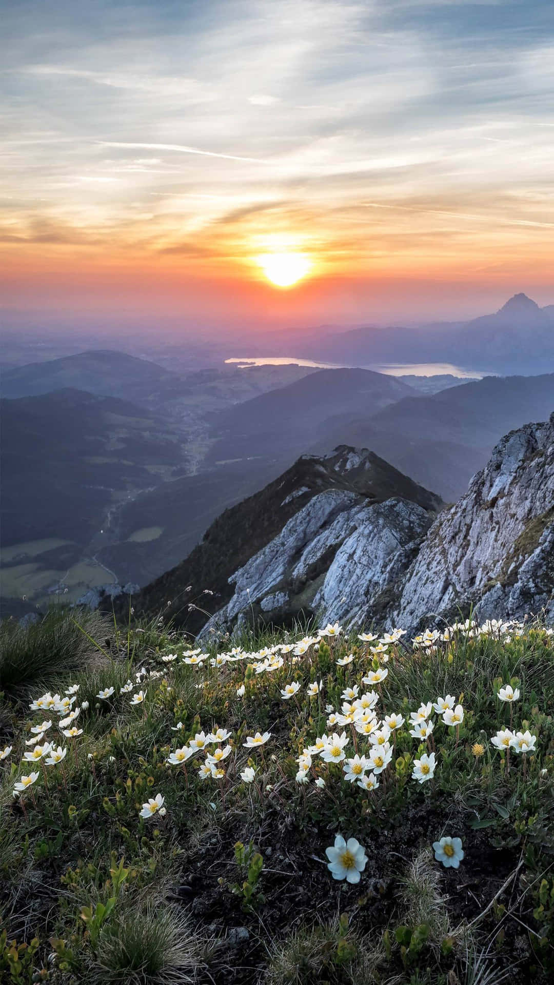 白色野花在日落時分盛開於山脊，遠方有山峰和山谷。