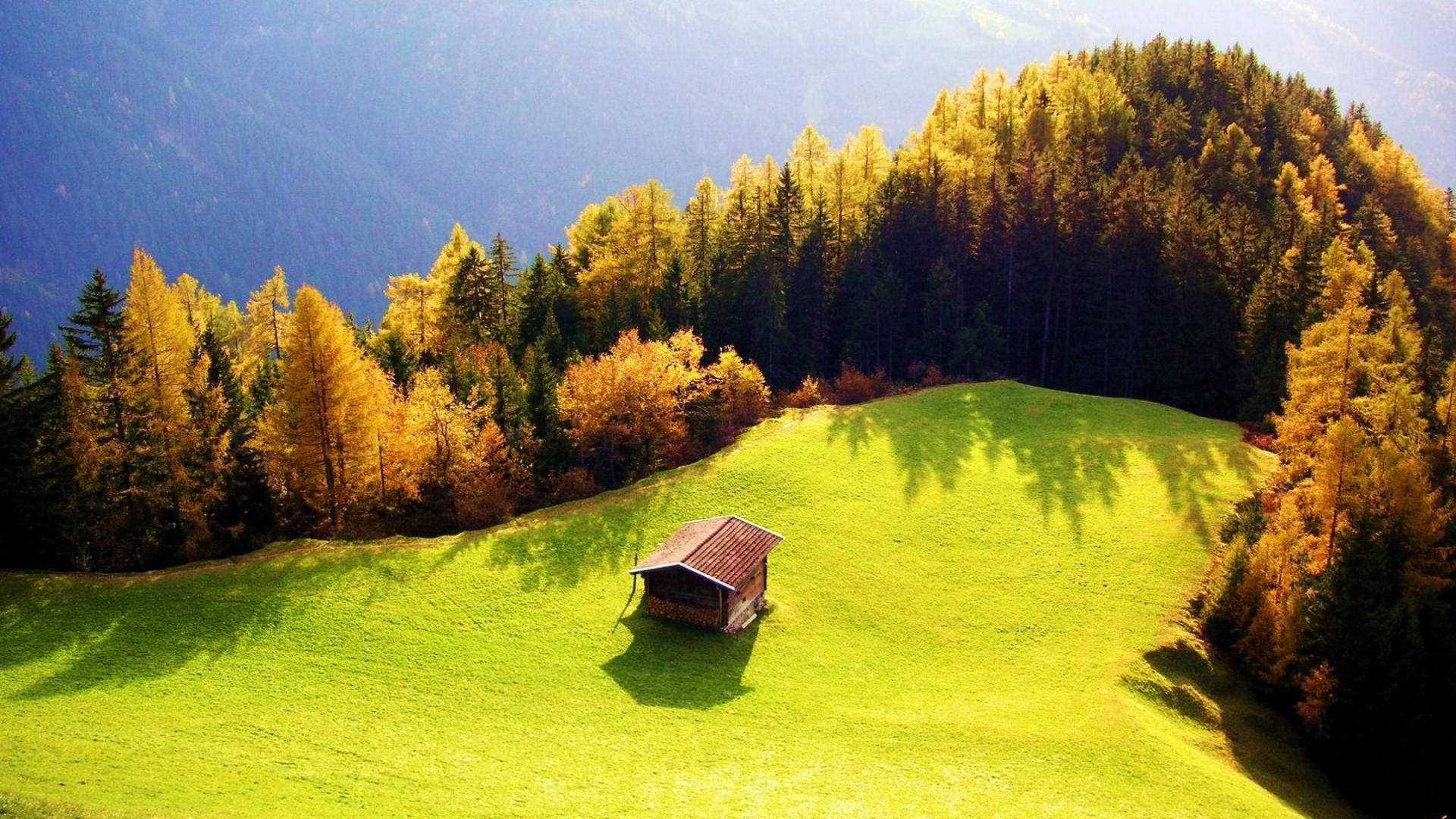 山頂木屋與彩色樺林自然風景 壁紙 — 一座孤獨的木屋坐落在陽光明媚的綠色草地上，周圍環繞著金色和深色的常綠樹，上方是清澈的藍天。