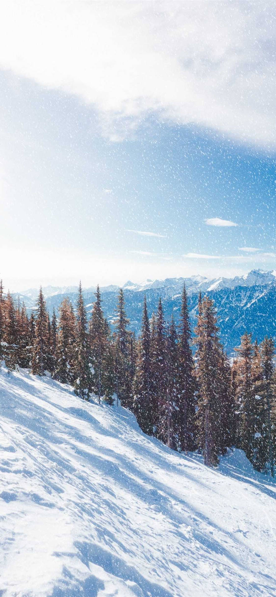 藍天下，遠處山峰背景下，山坡上白雪覆蓋的松樹。