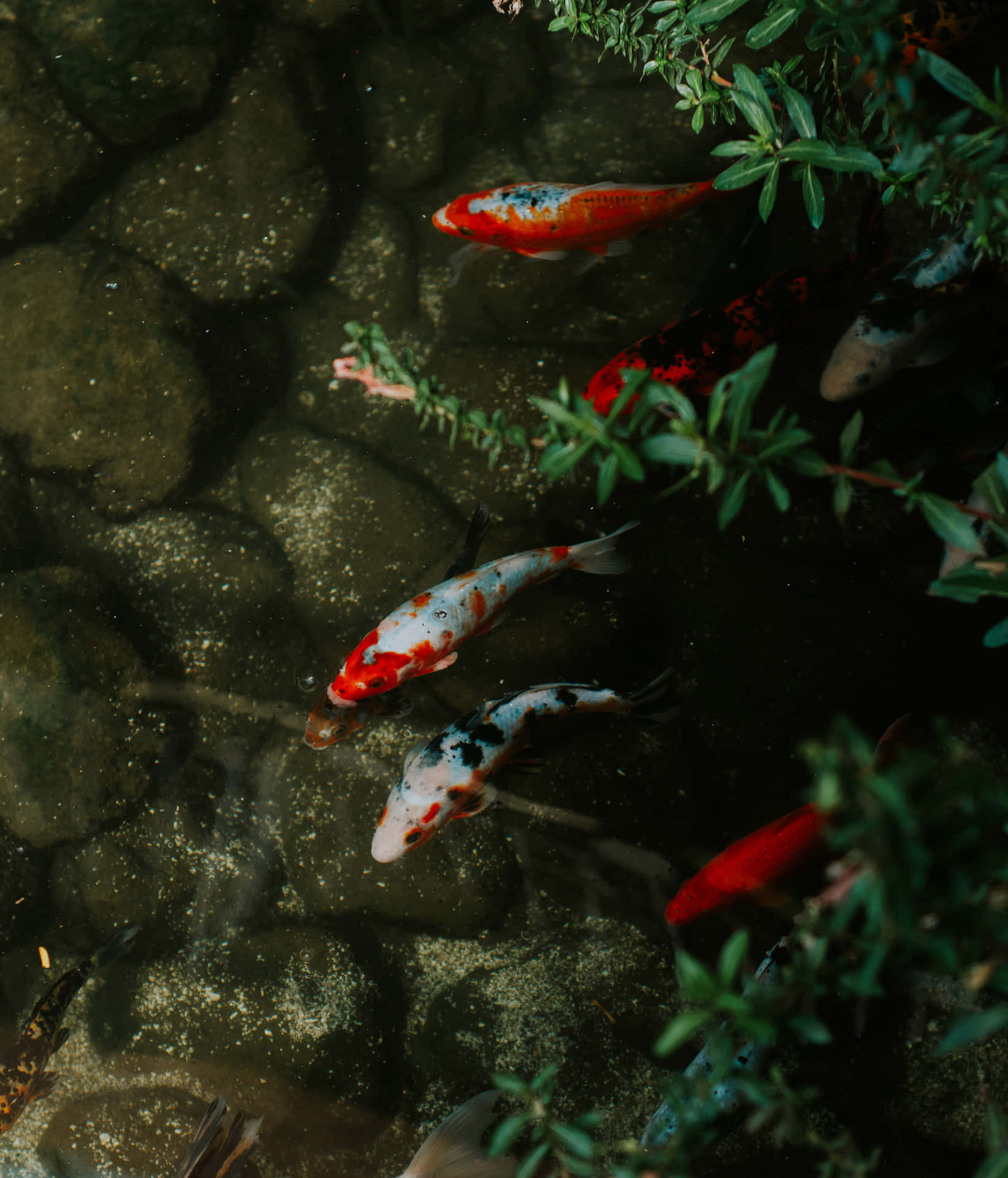 岩石、植物與活潑鯉魚 壁紙 — 色彩繽紛的錦鯉在寧靜的池塘中，於綠色植物和長滿苔蘚的石頭間優雅地游動。