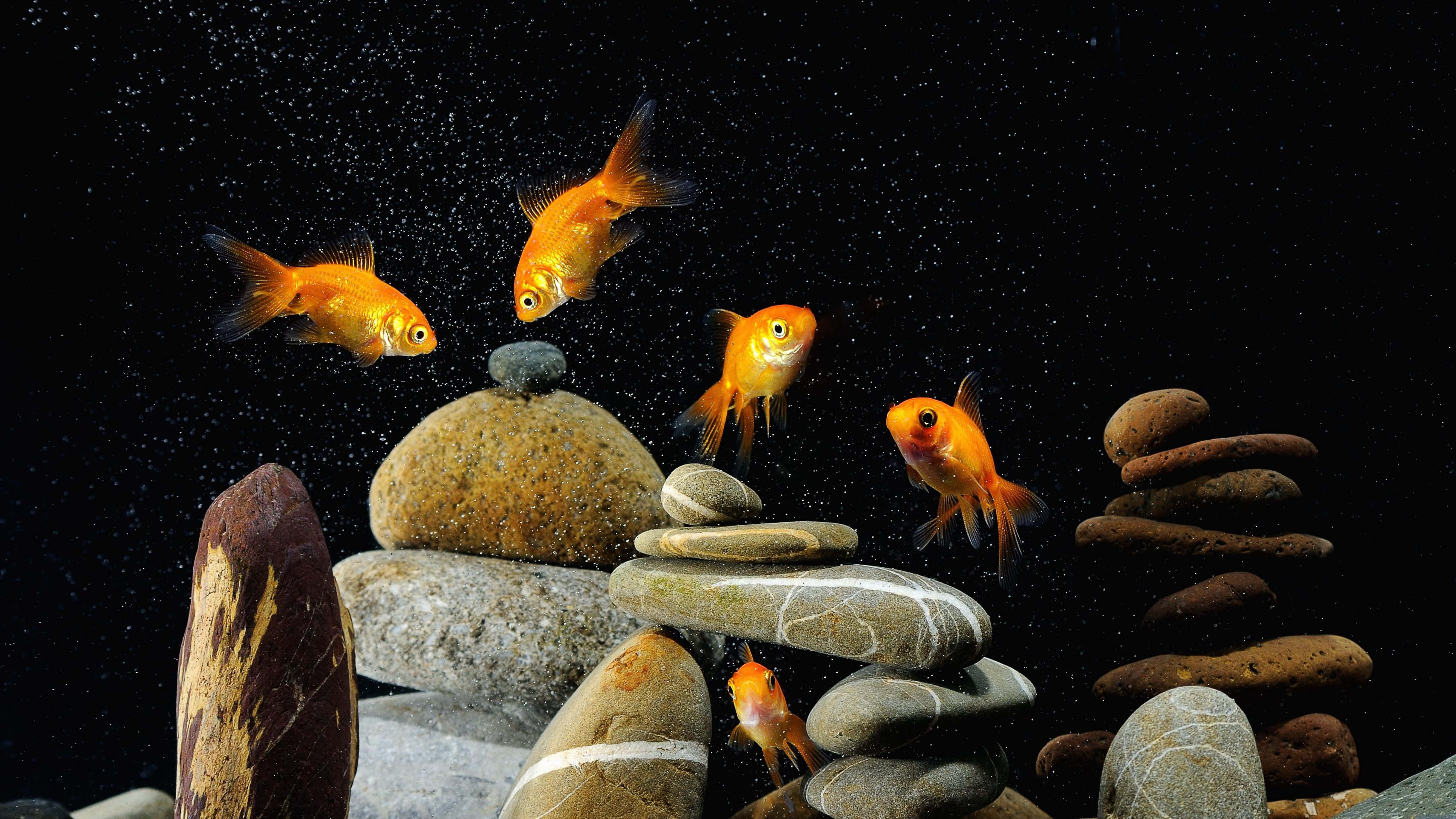 岩石堆疊水族箱背景 壁紙 — 鮮豔的橙色金魚在深色斑點背景中，優雅地在堆疊的平滑石頭間游動。