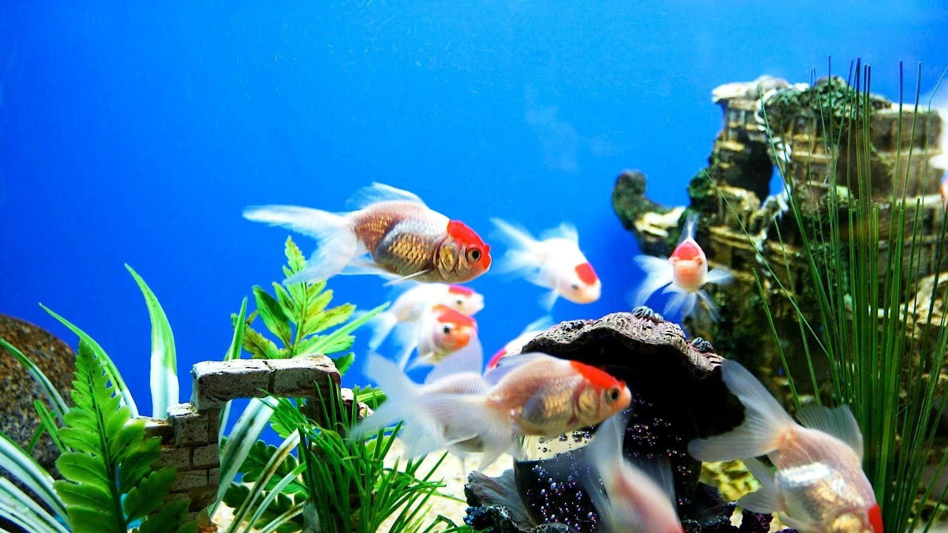 岩石建築與蛤蜊的金魚魚缸背景 壁紙 — 金魚在鮮藍色的水族箱中，於綠色植物和岩石間優雅地游動。