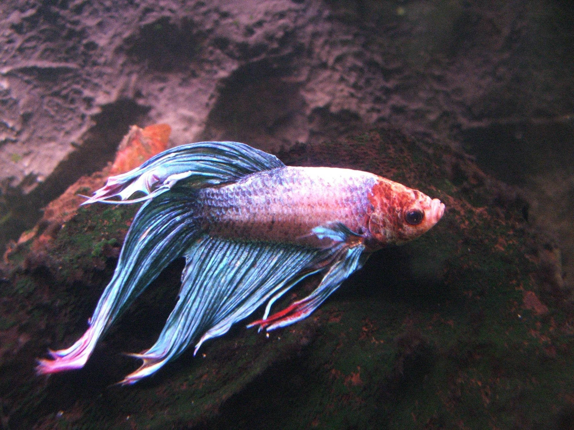 鬥魚擁有流動的藍色和粉紅色魚鰭，在水族箱中游近長滿苔蘚的石頭。