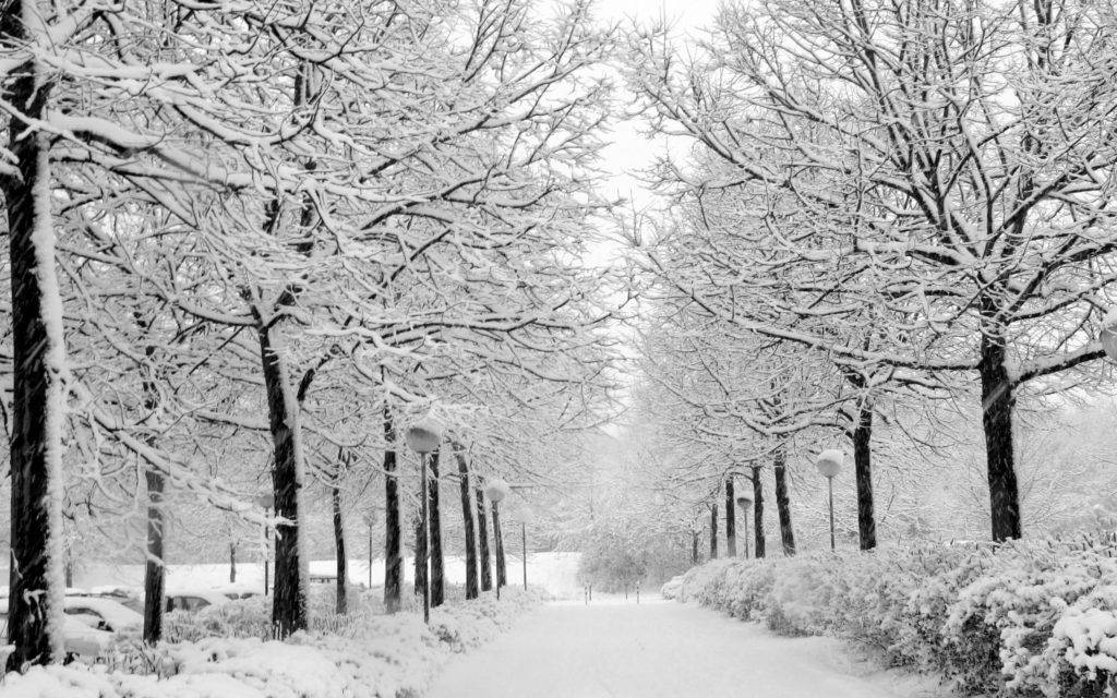 นามิ島公園冬季桌面壁紙 壁紙 — 一條被雪覆蓋的公園小徑，兩旁是光禿禿的樹木，樹上掛滿了白雪，天空陰沉。