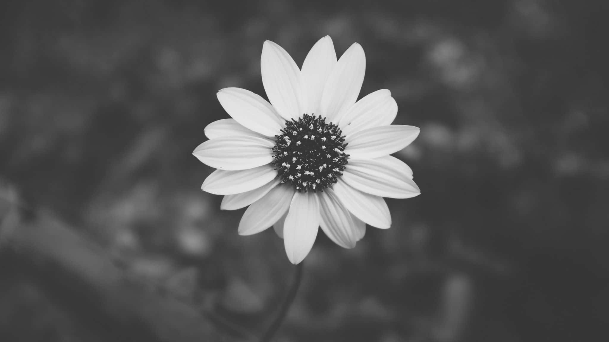 崇高簡約 - 黑白風格花卉 壁紙 — 一朵白色雛菊，深色花心，在模糊的灰階背景上以柔焦綻放。