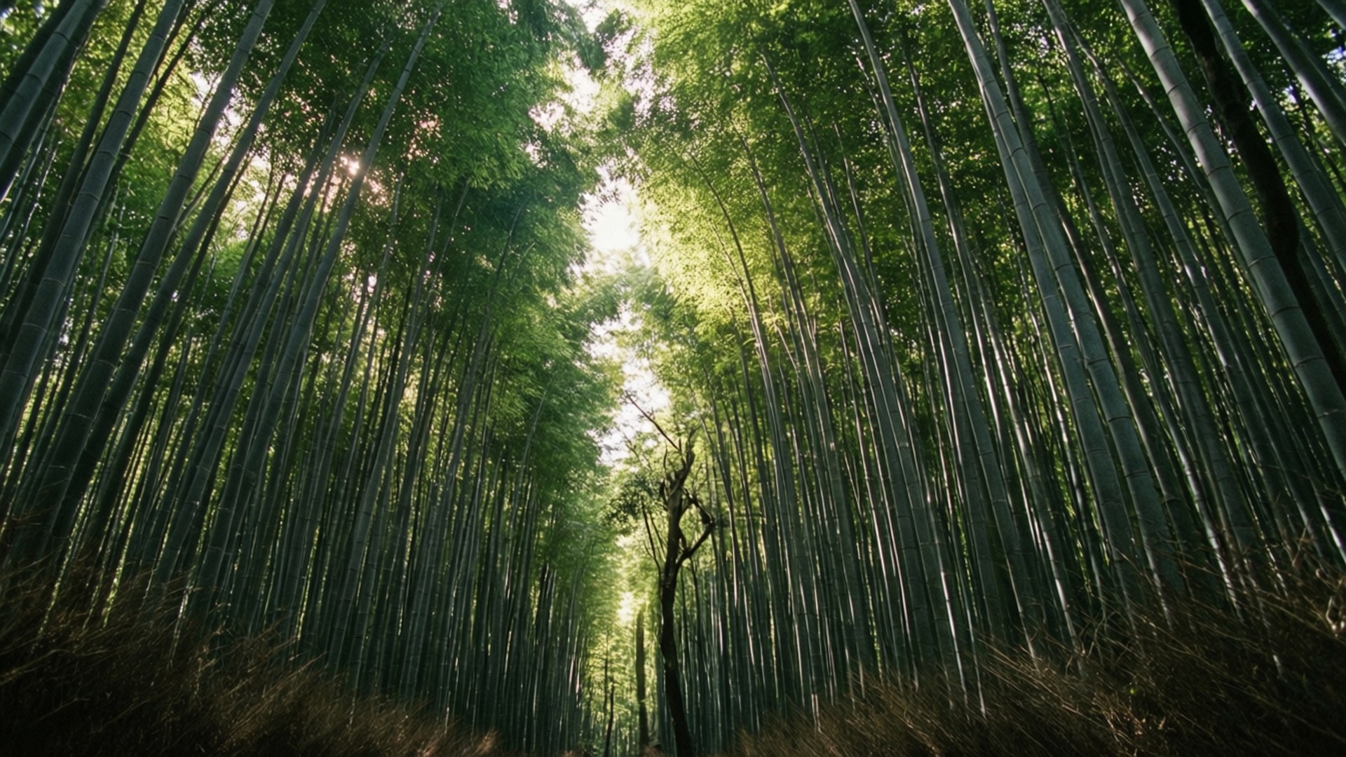 嵐山竹林 壁紙