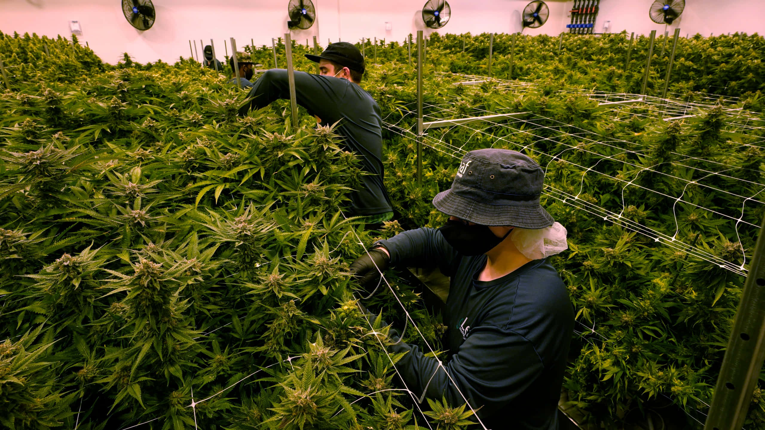 大麻 桌布 壁紙 — 工人在大型室內種植設施中，在人造燈光下照料密集的大麻植物行。