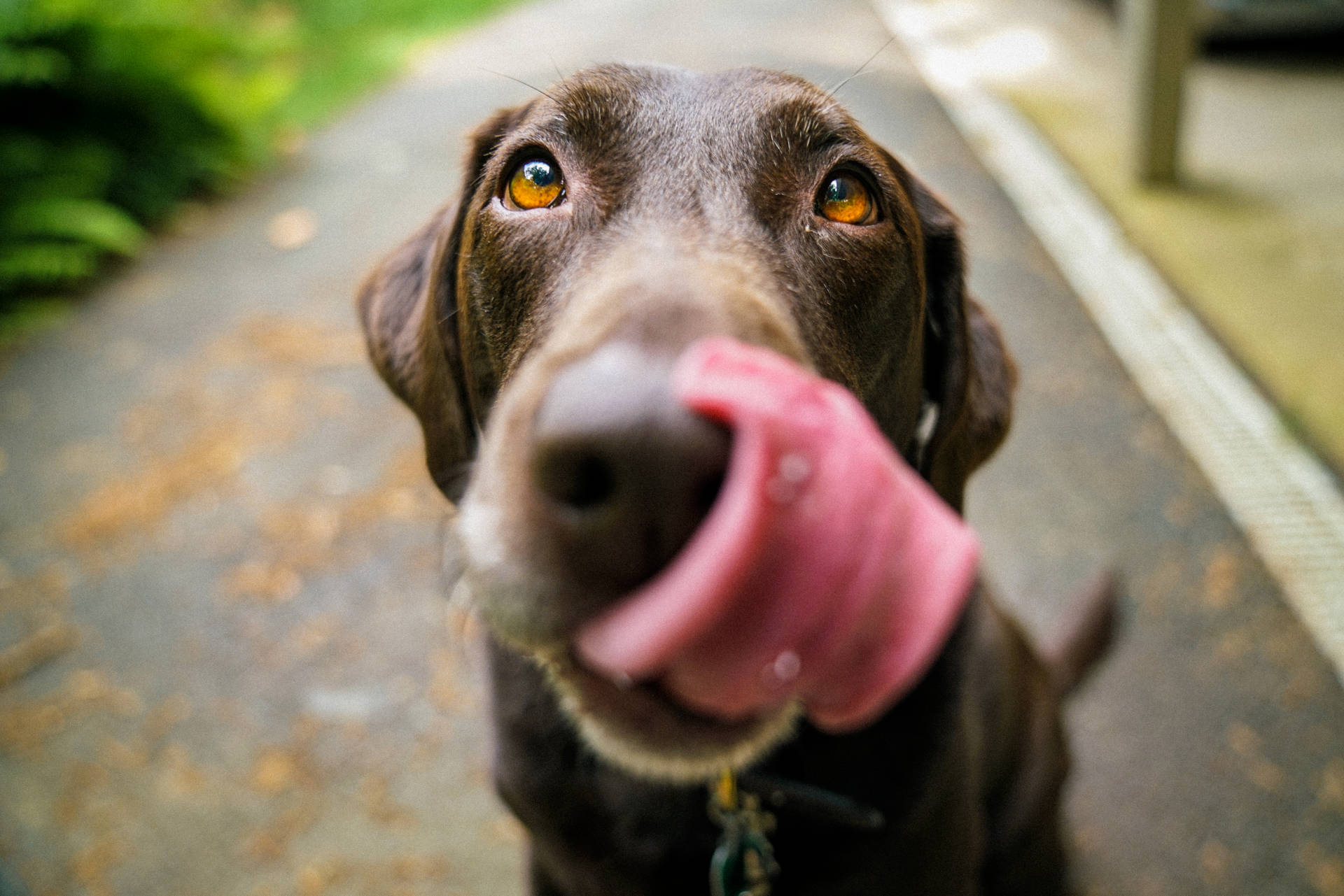 朱古力拉布拉多犬在戶外舔相機鏡頭