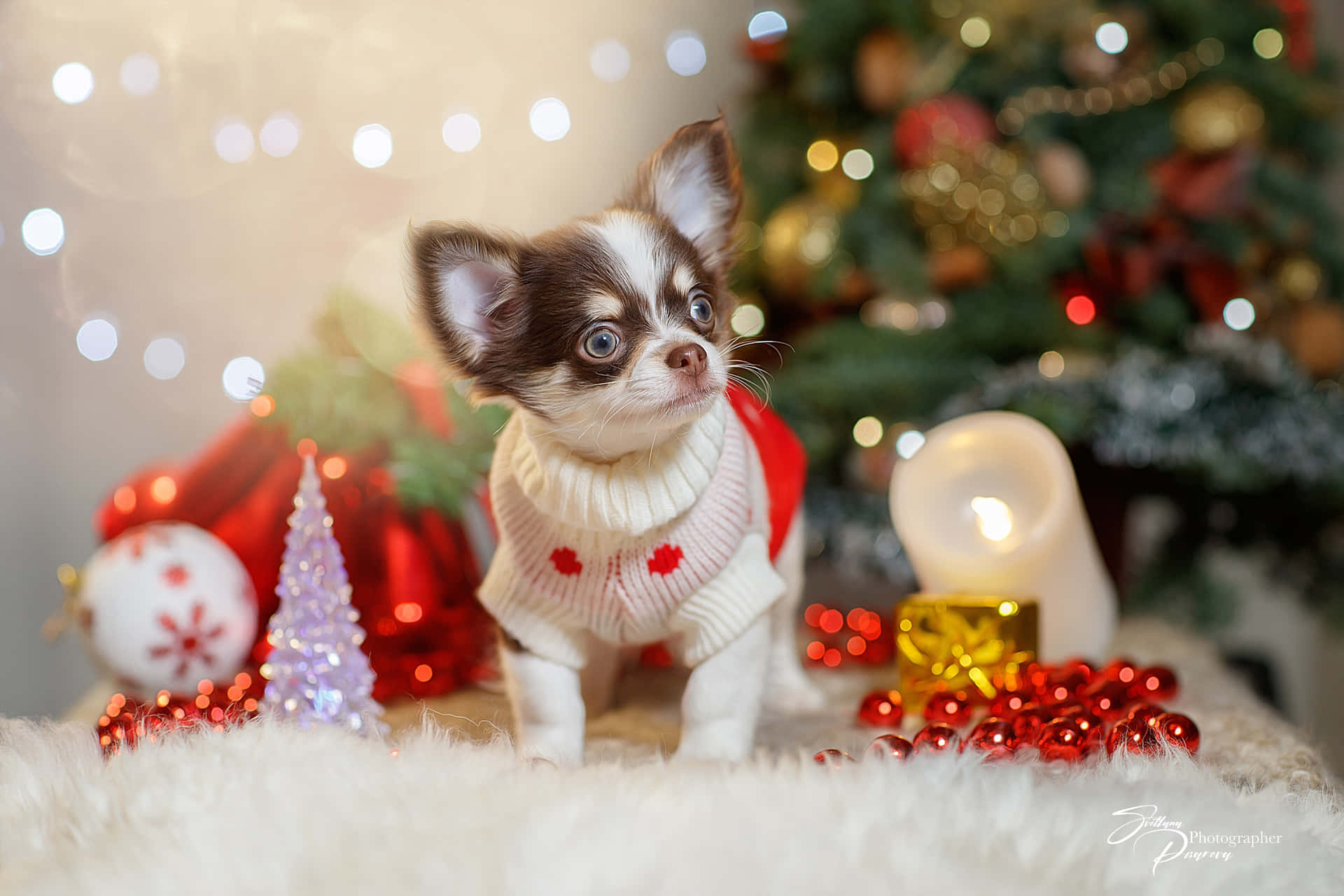 一隻穿著毛衣的小芝娃娃幼犬坐在聖誕裝飾中。