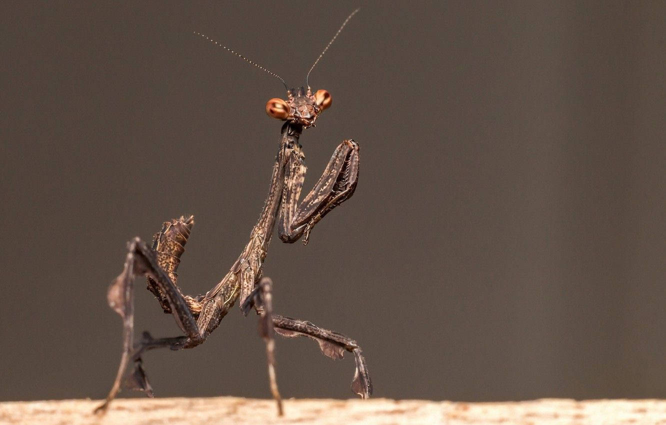 巧克力色禱 mantis 壁紙 — 一隻螳螂棲息在樹枝上的詳細特寫，背景為柔和的灰色。